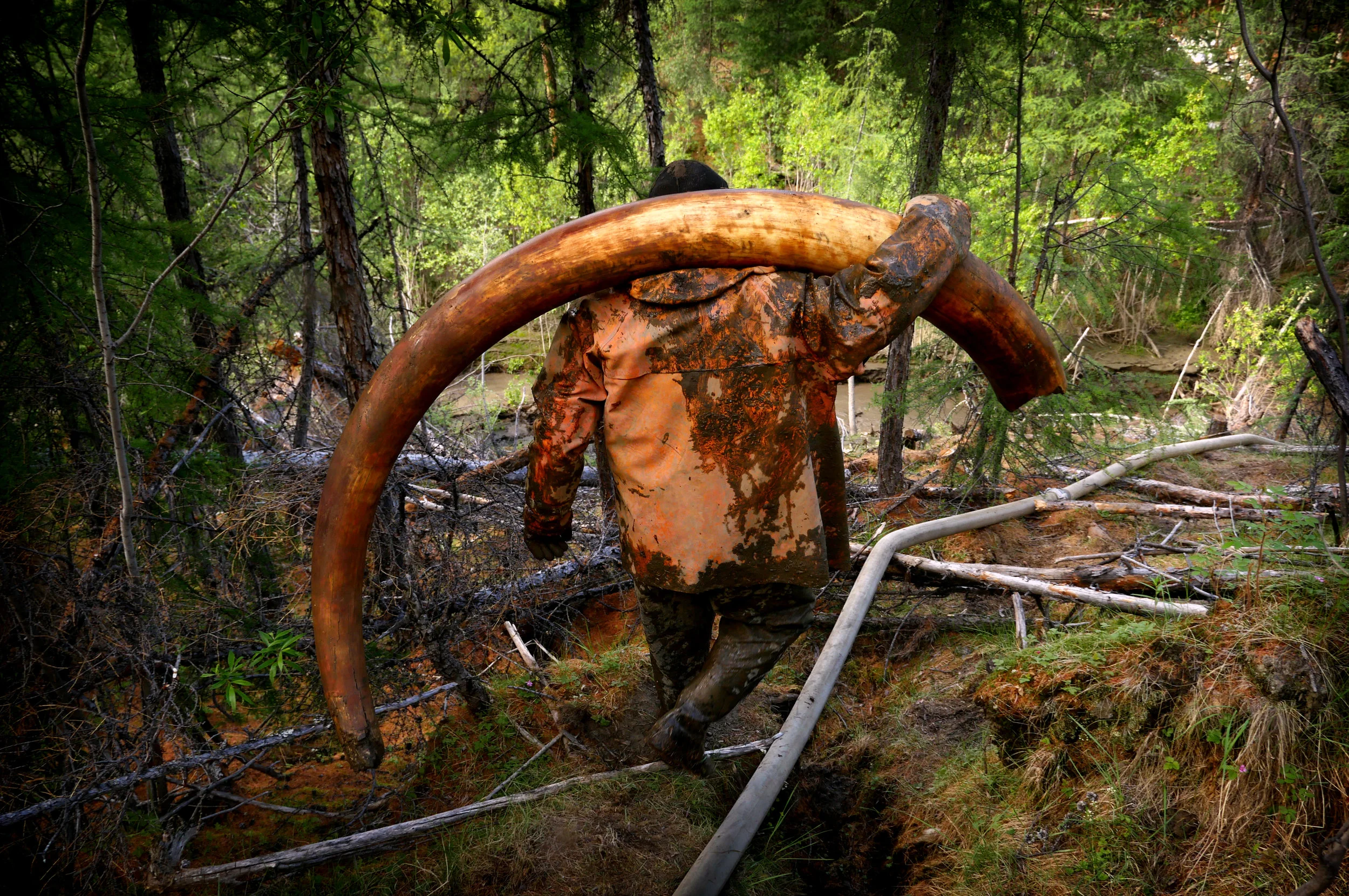 An illegal tusk hunter at a site where men extract mammoth tusks from the permafrost. Click here for my story on The Mammoth Pirates of Siberia. 