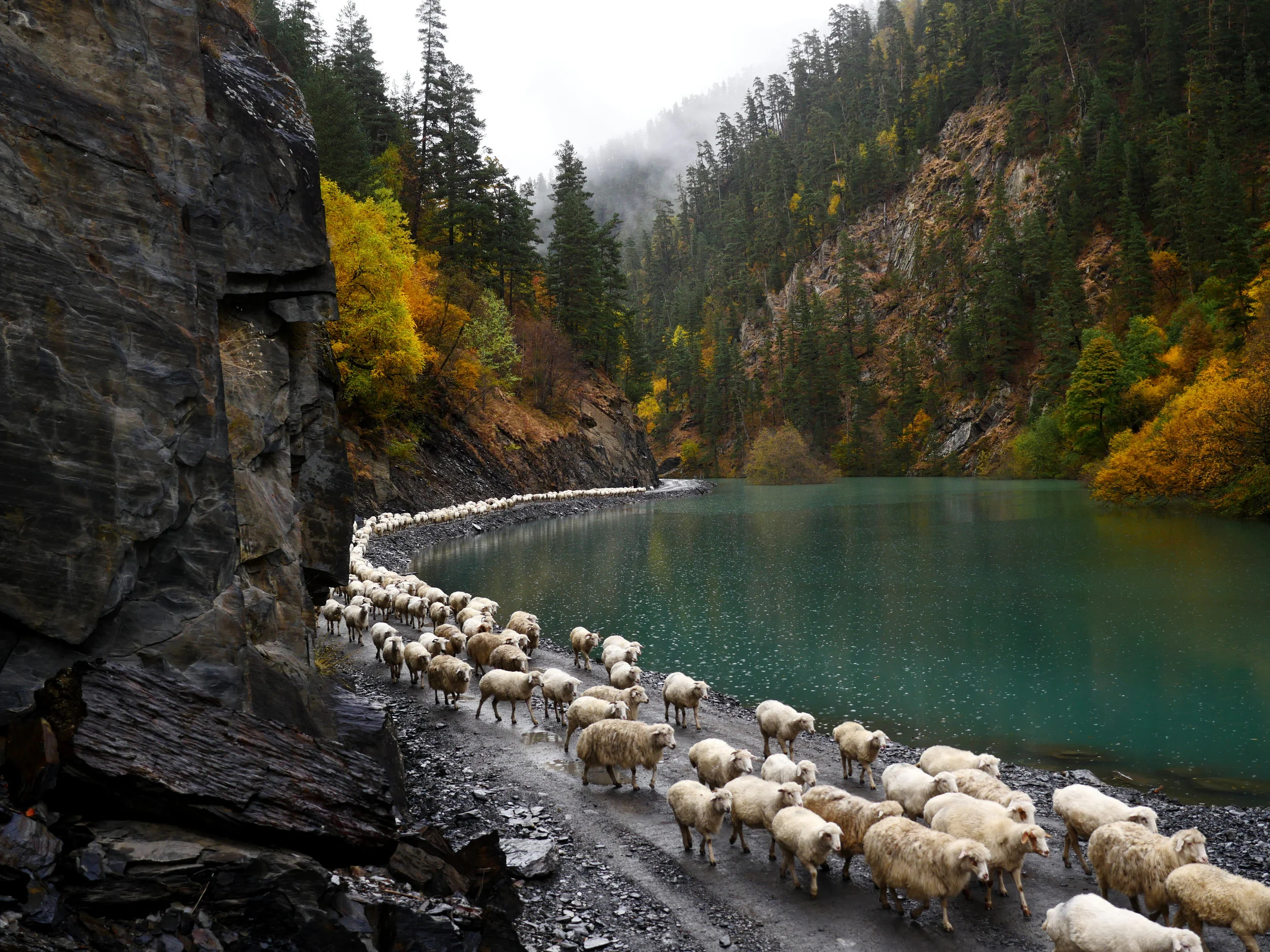 A trail of sheep wend through Tusheti mountains, on their way towards the formidable Abano pass. Click here for the boozy, brave journey made each autumn by Georgia's Mountain Shepherds. 