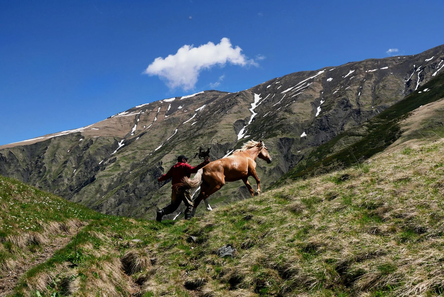  A shepherd looses his horse onto mountain pasture after the spring migration to the highlands of Georgia.    