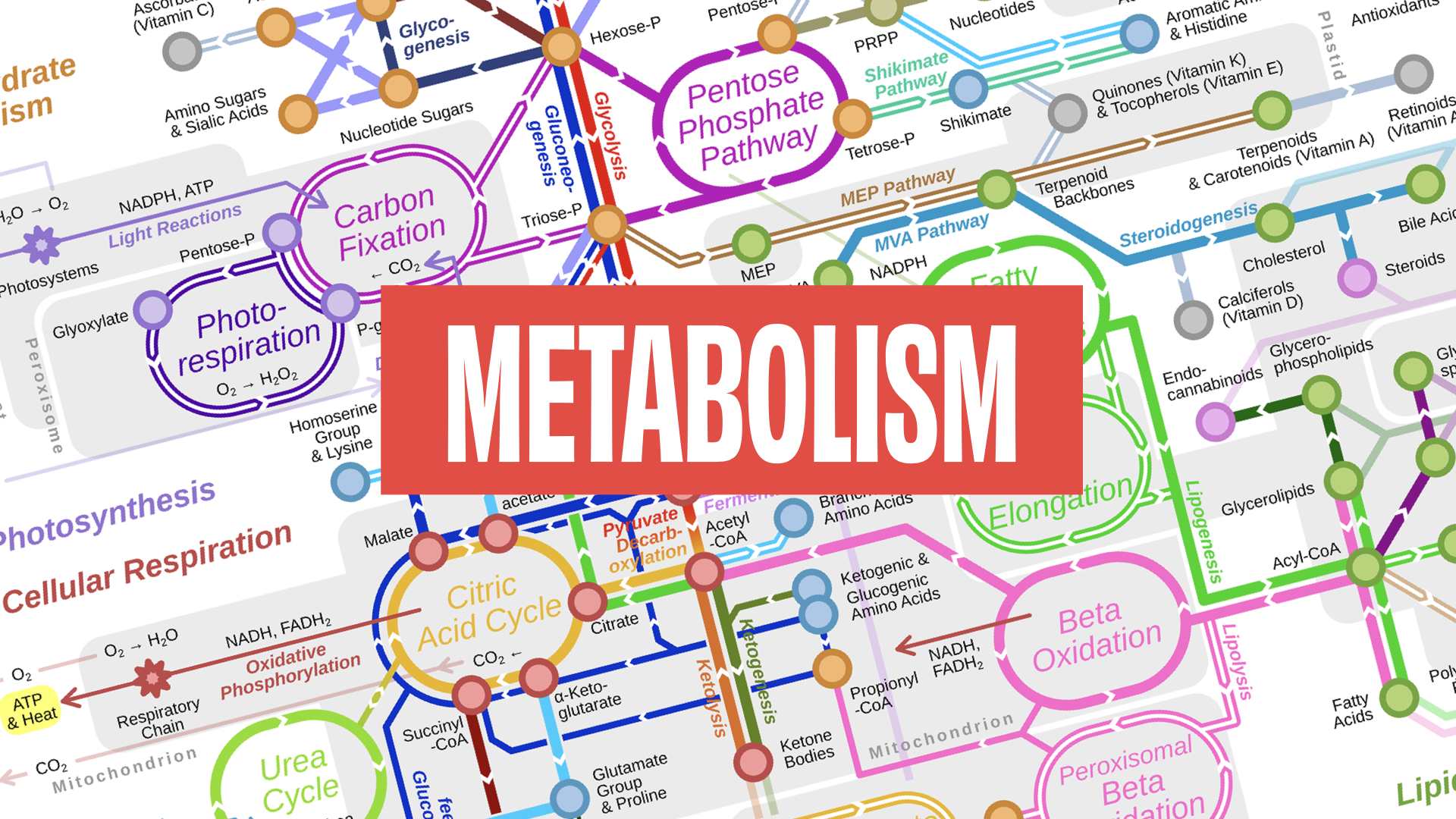 Practicing a Word-anchored metabolism.007.png