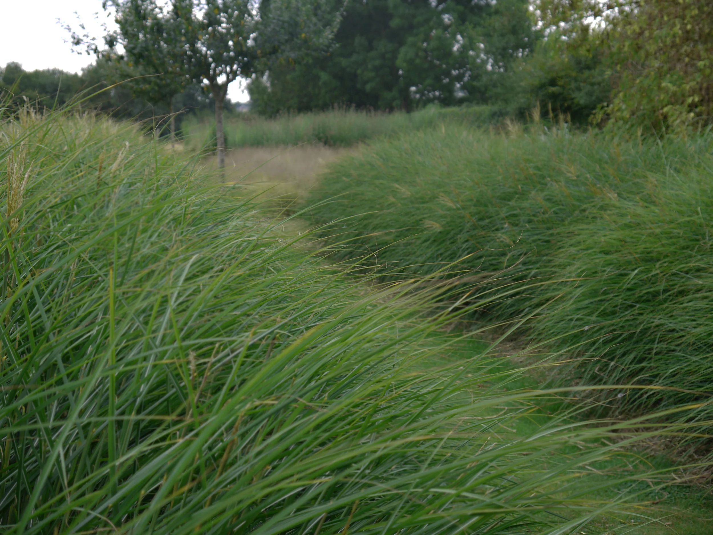 grasses.jpg