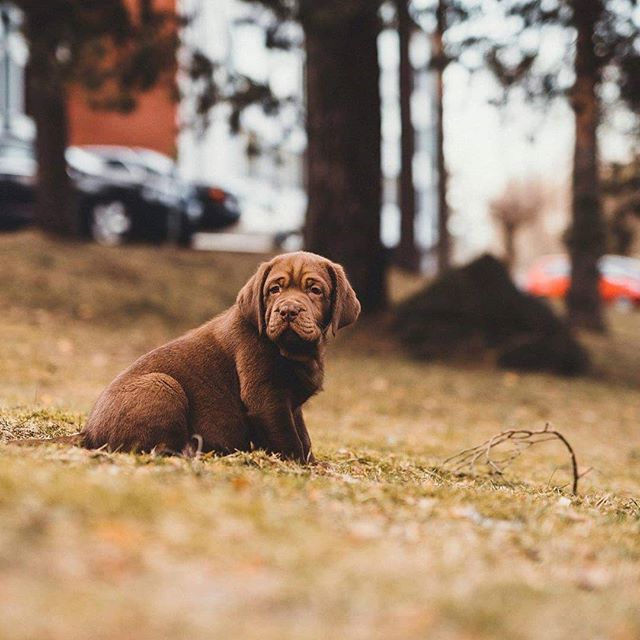 Hello! My name is Pablo! I'll be your photography assistant! #labrador #labradorpuppies #puppy #labrador #puppylove #spring #chocolatelab #chocolatelabsofinstagram