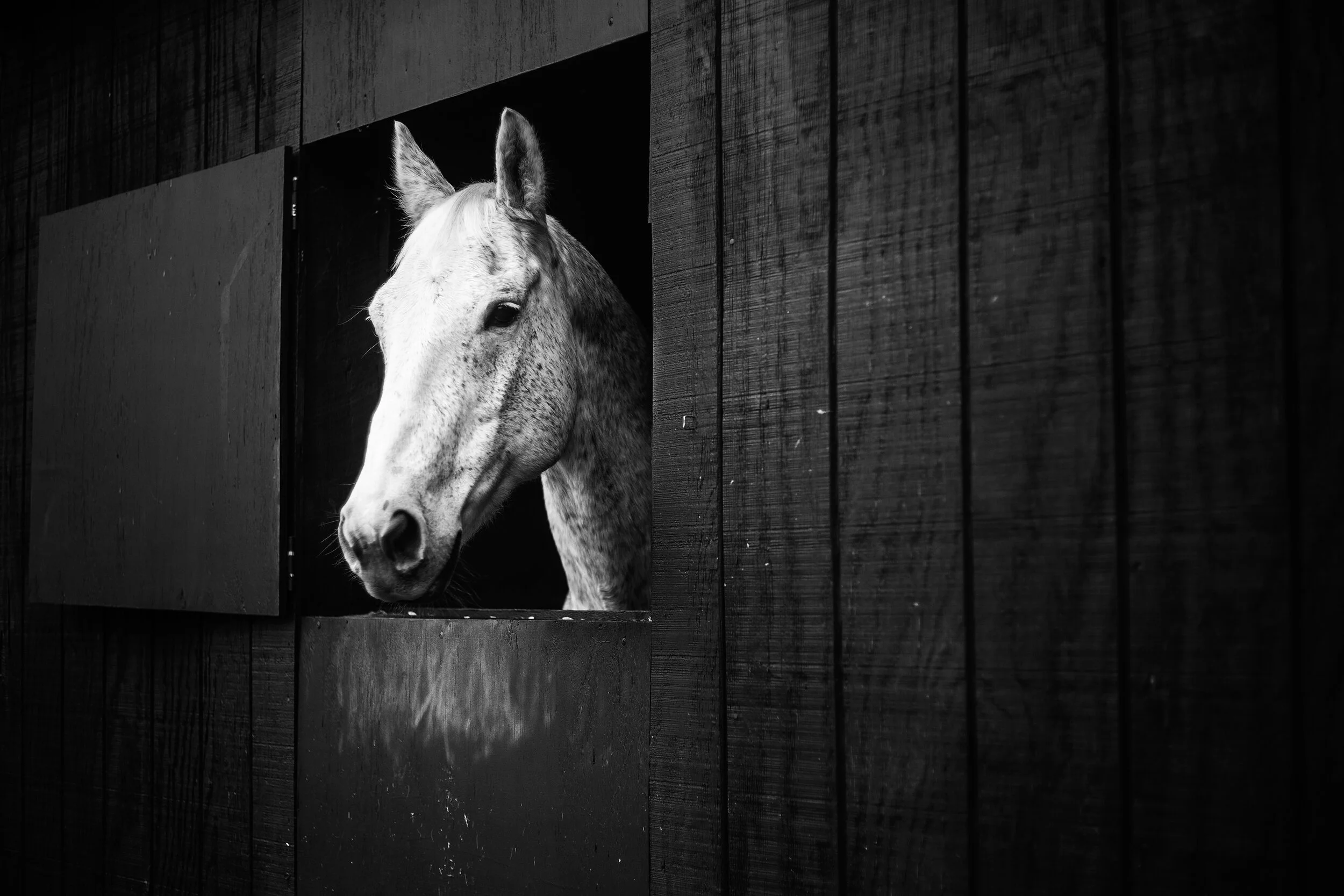 IMG_6943B&W.jpg
