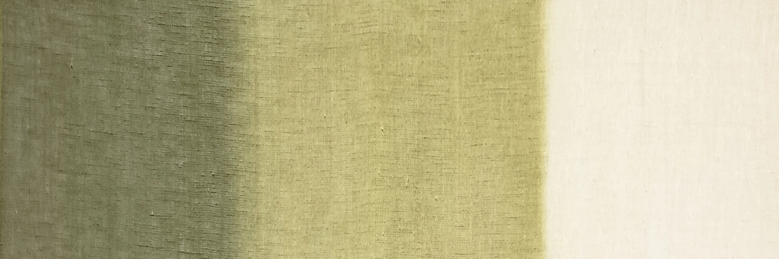 Y8811 Kelp