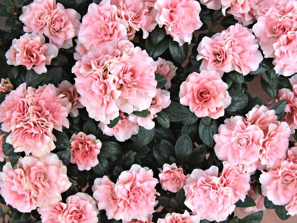 flowers-970583_960_720.jpg