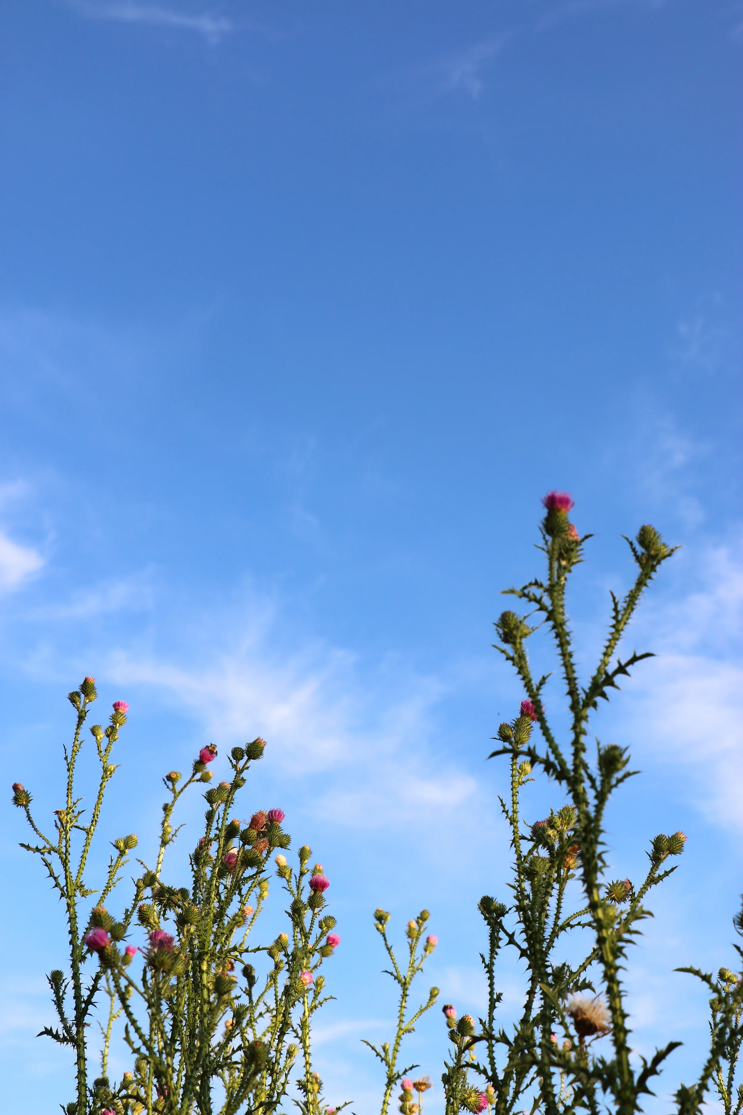 IMG_7551.JPG