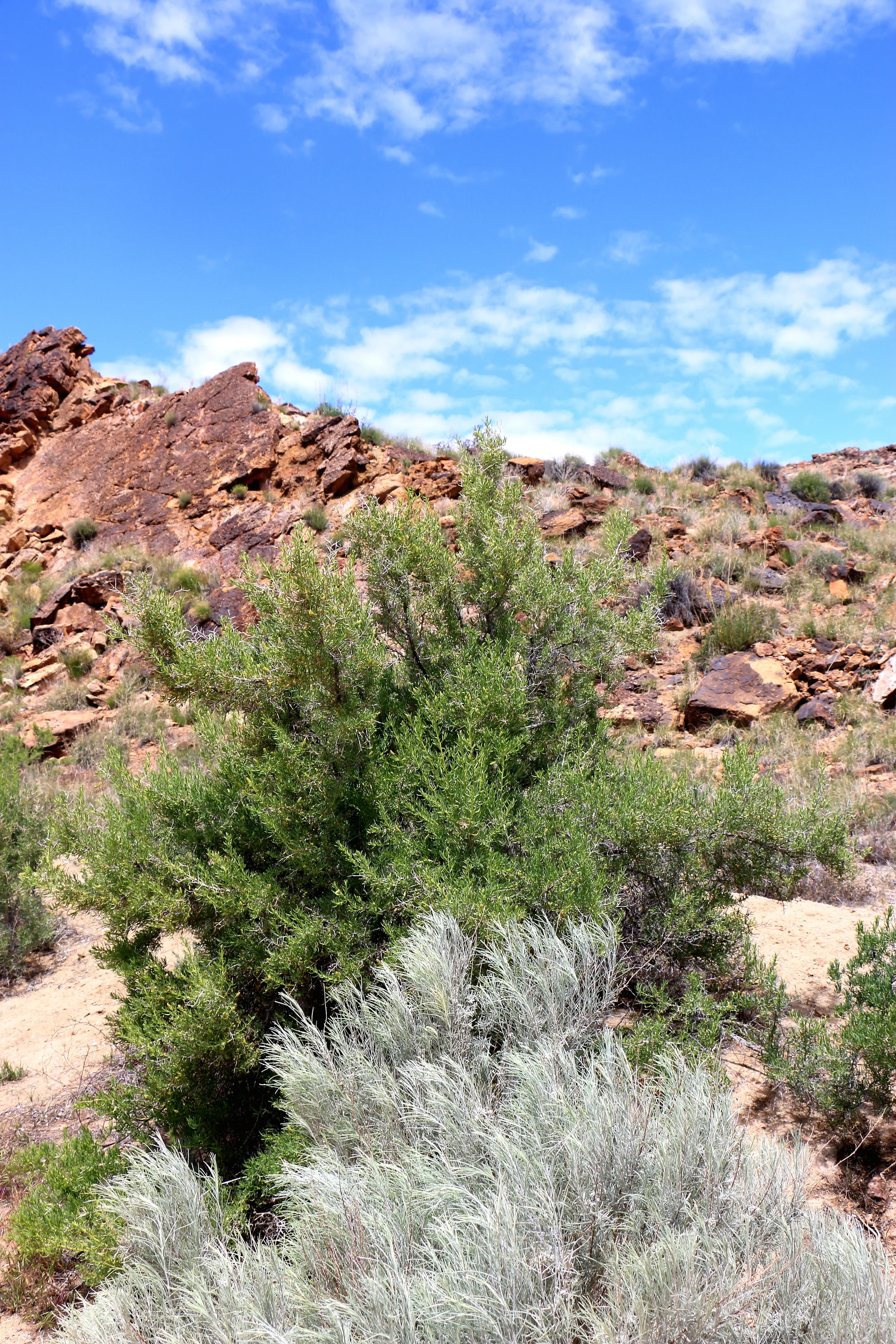 IMG_7068.JPG