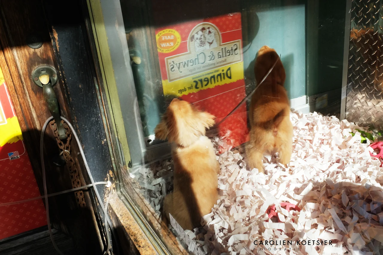  Puppies for sale! 