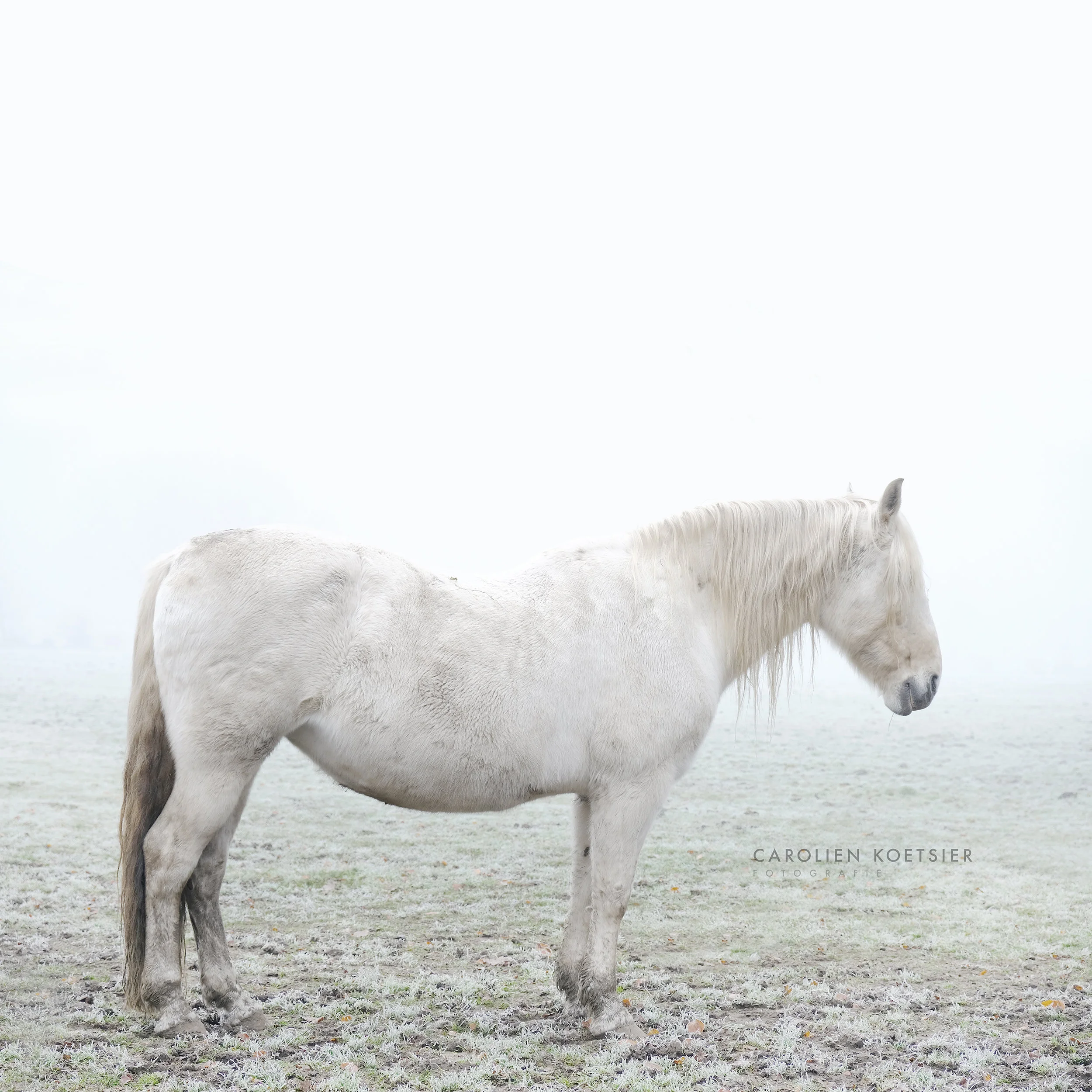 DSCF5237mist.jpg