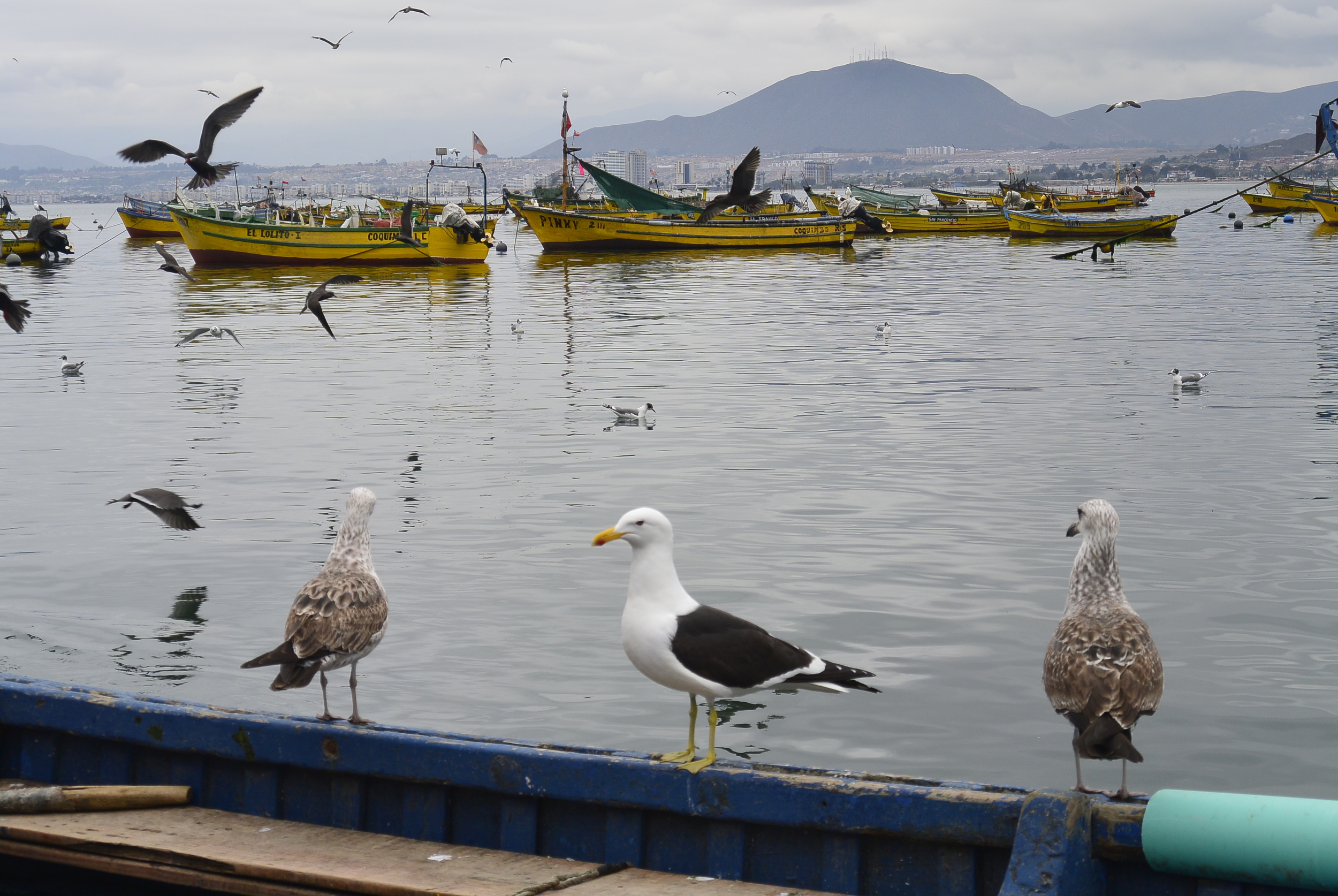 Port Harbor of Coquimbo Chile