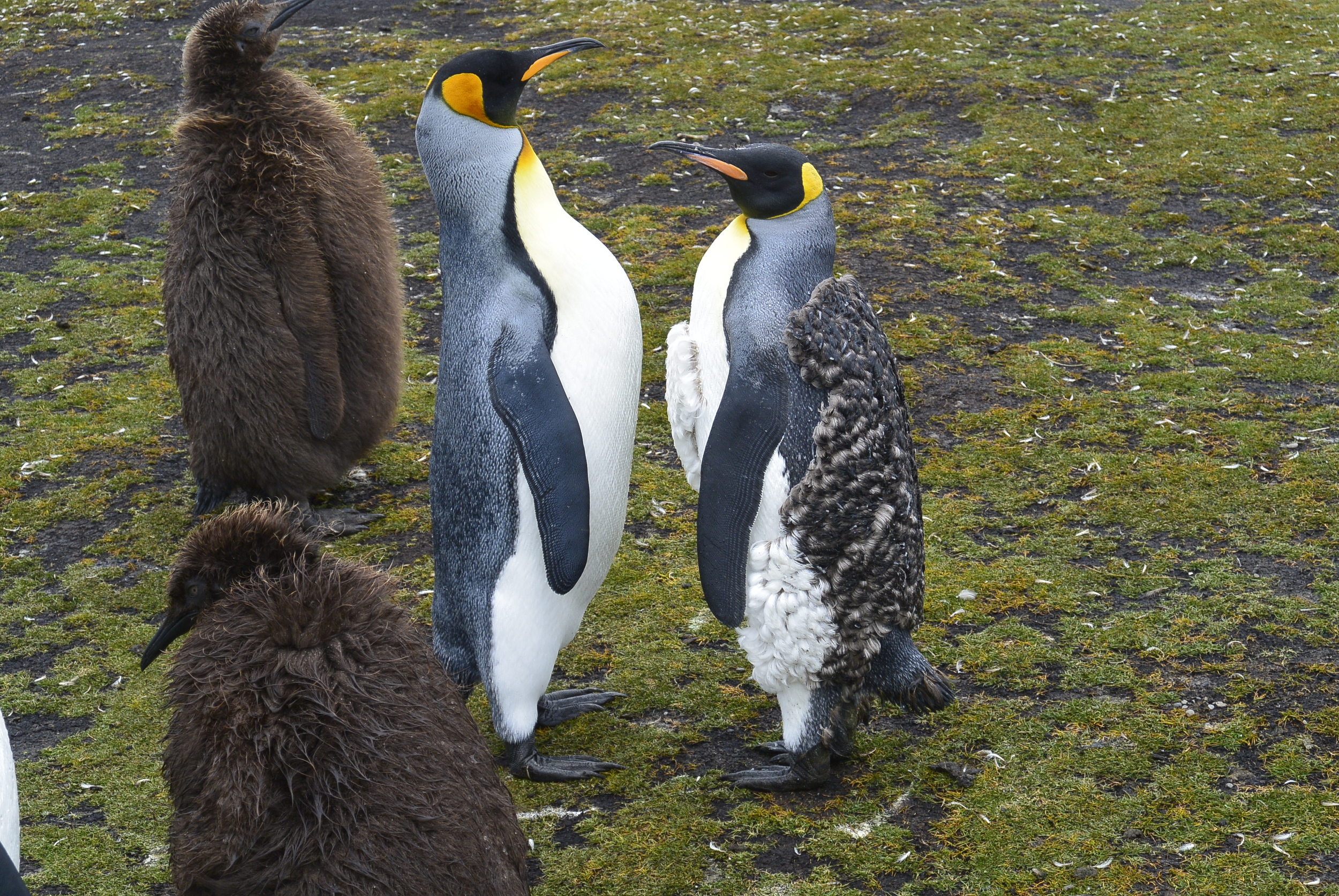 Falkland Islands Penguins