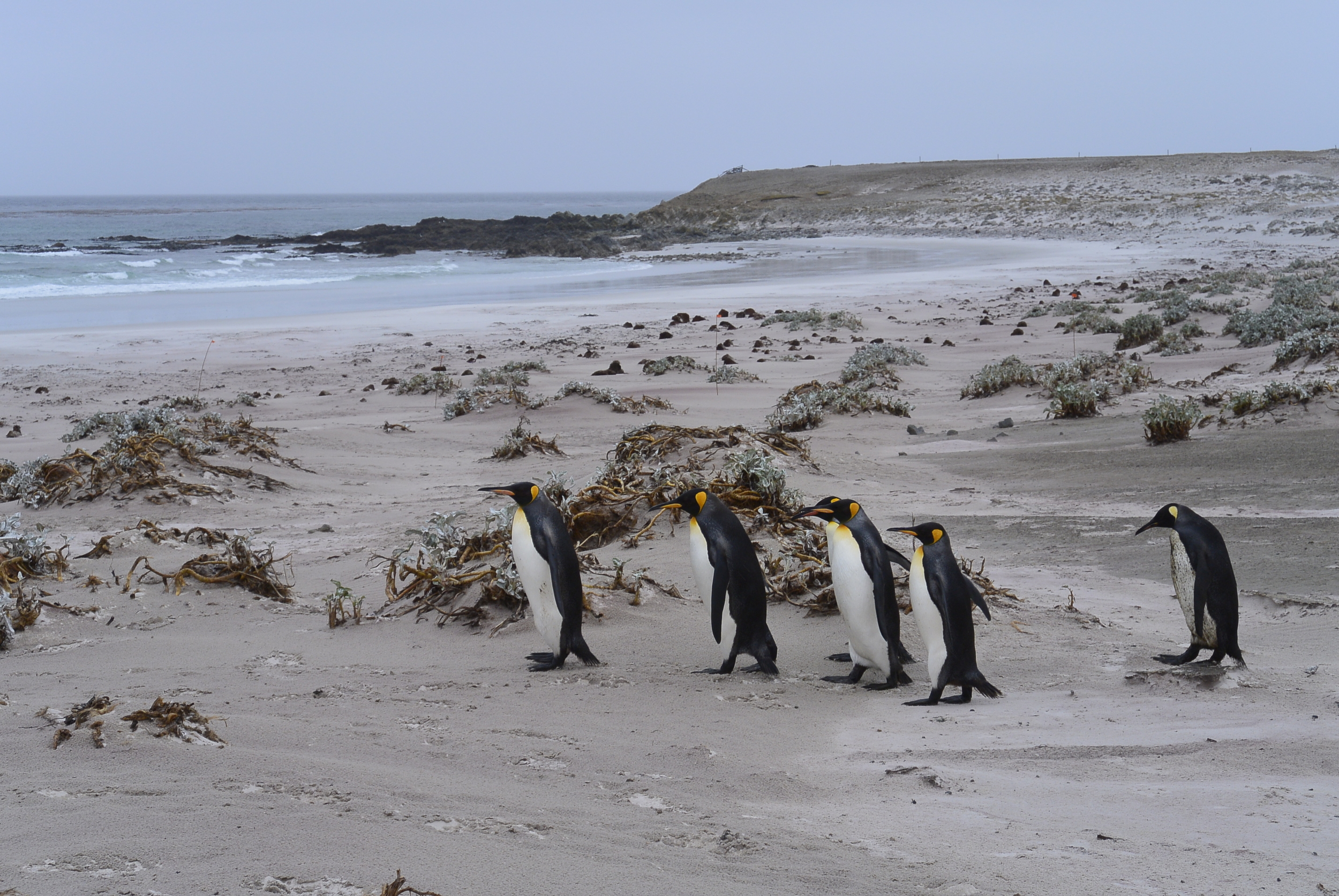 Falkland Islands Penguin Beach