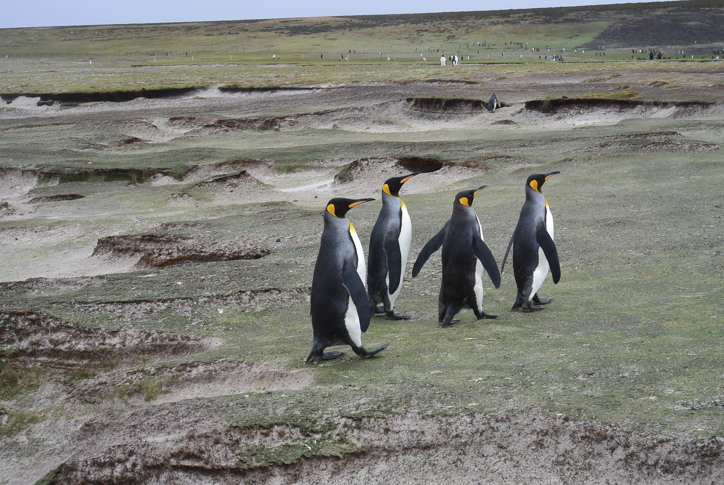Falkland Islands Penguin