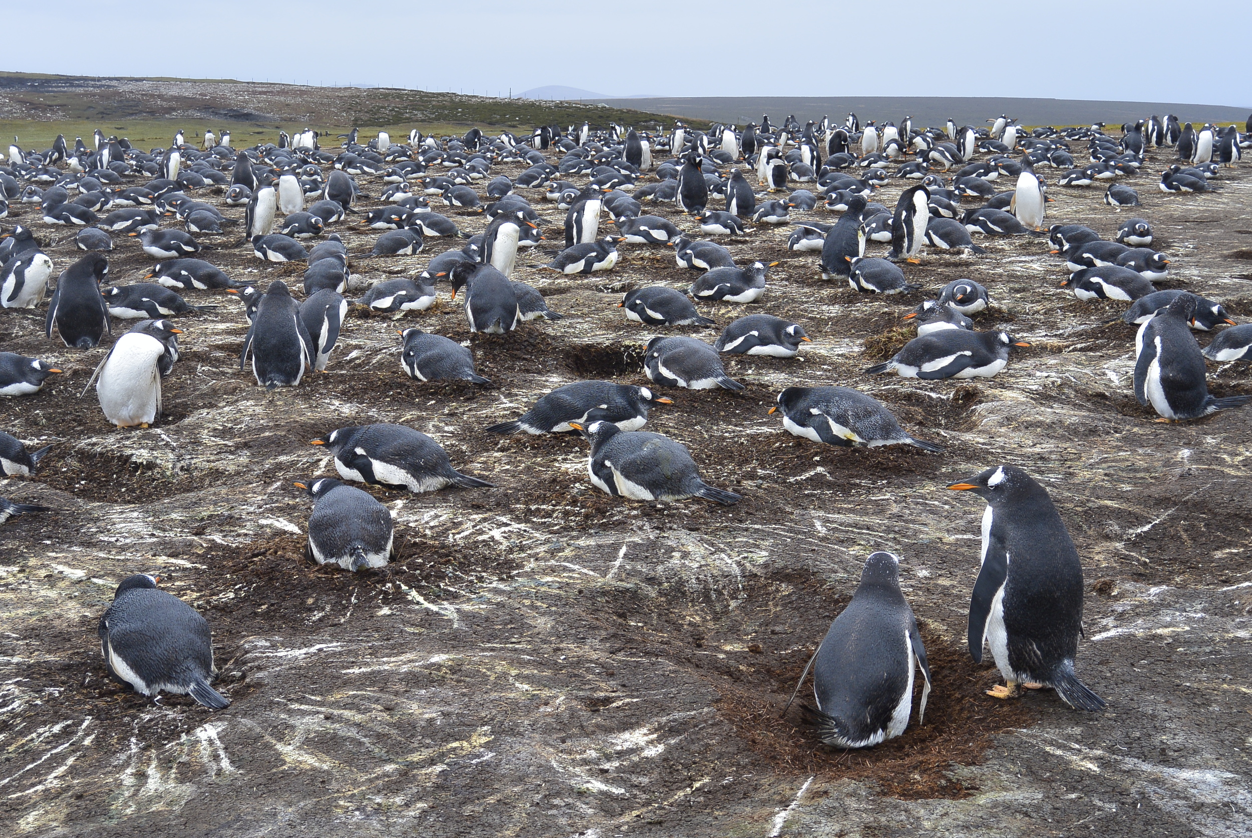 Falkland Islands Gentoo Penguins