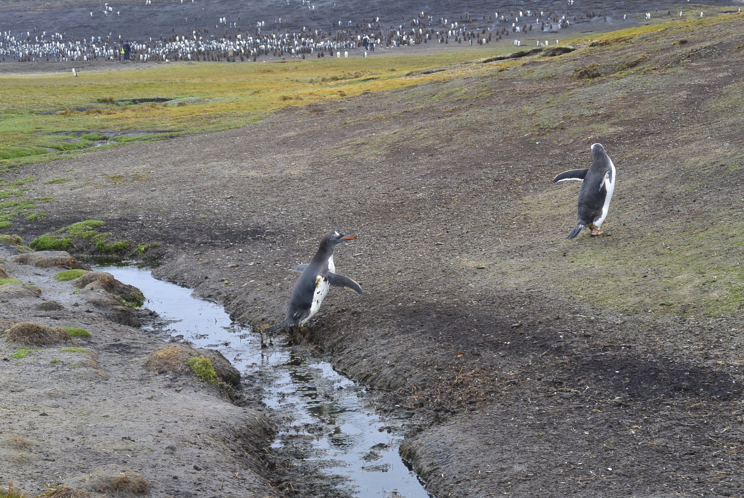 Falkland Islands Penguin Jumping