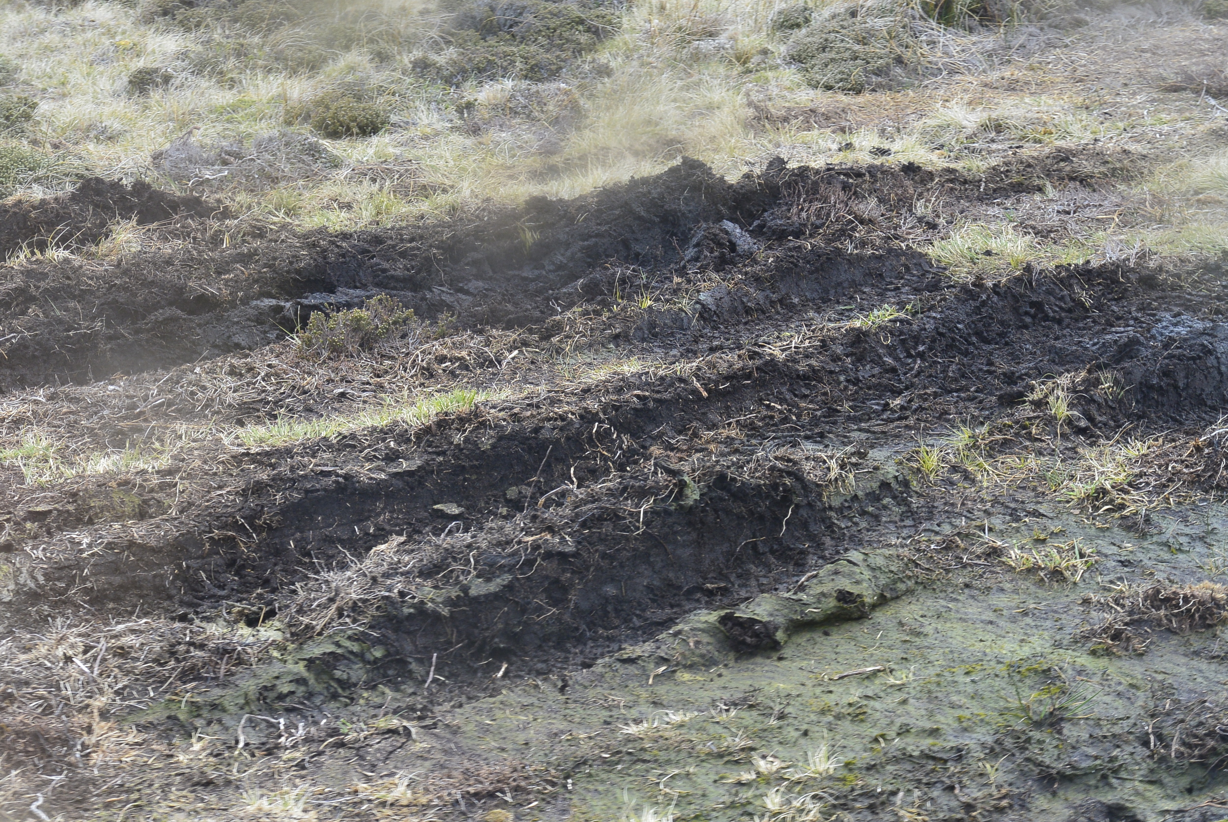 Falkland Islands Mud Tracks
