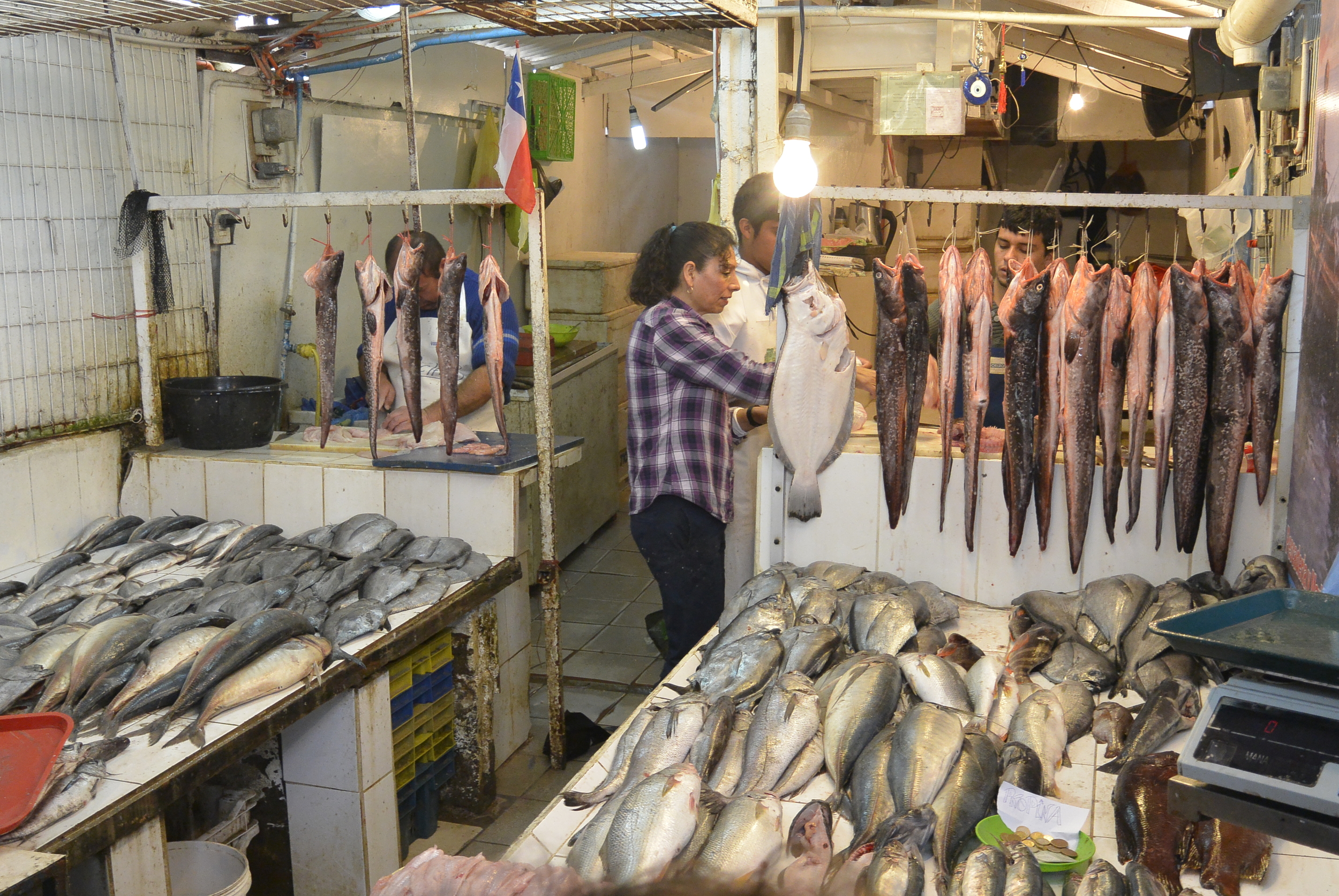 Coquimbo Chile Fish Market