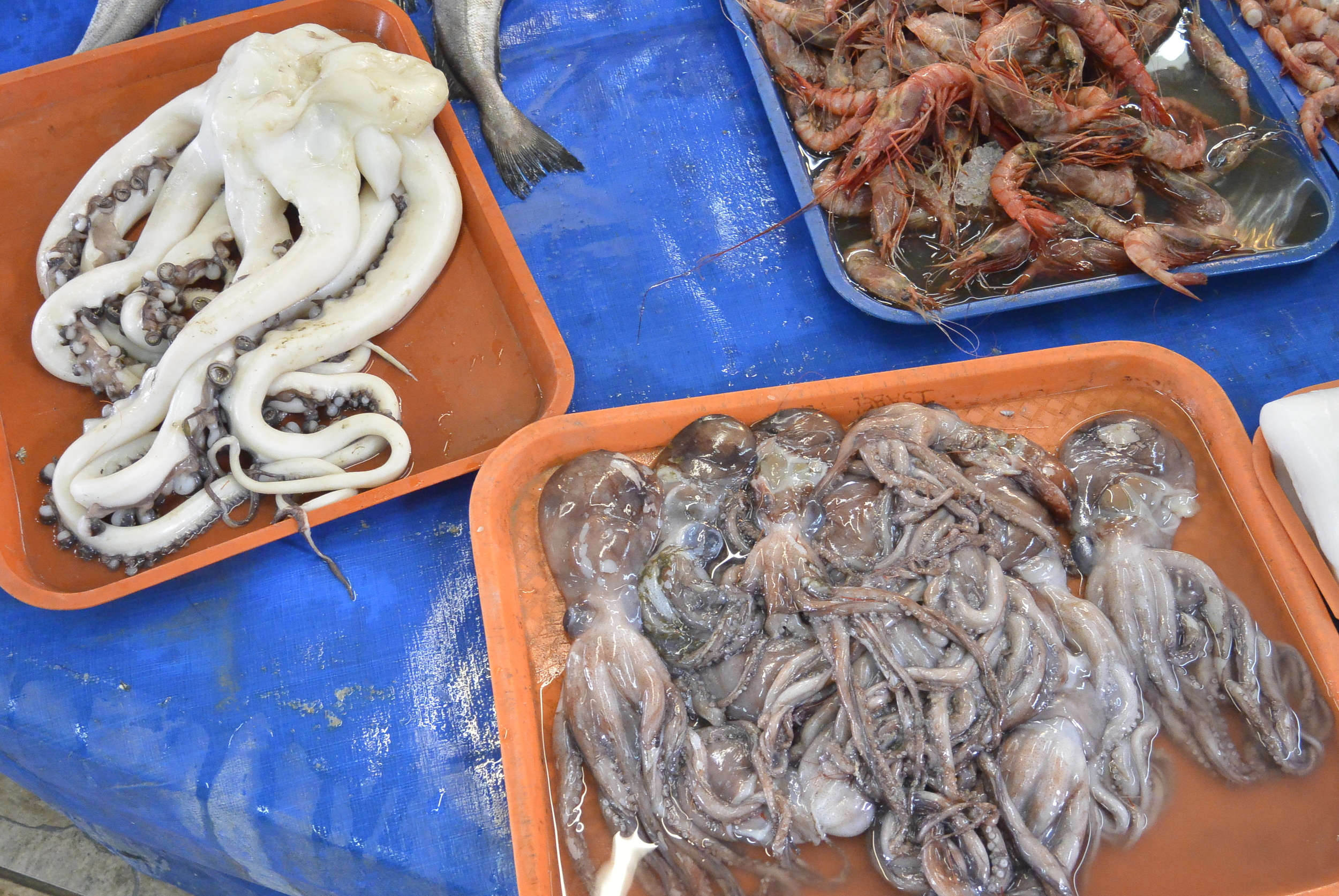 Squid Fish Market Coquimbo Chile