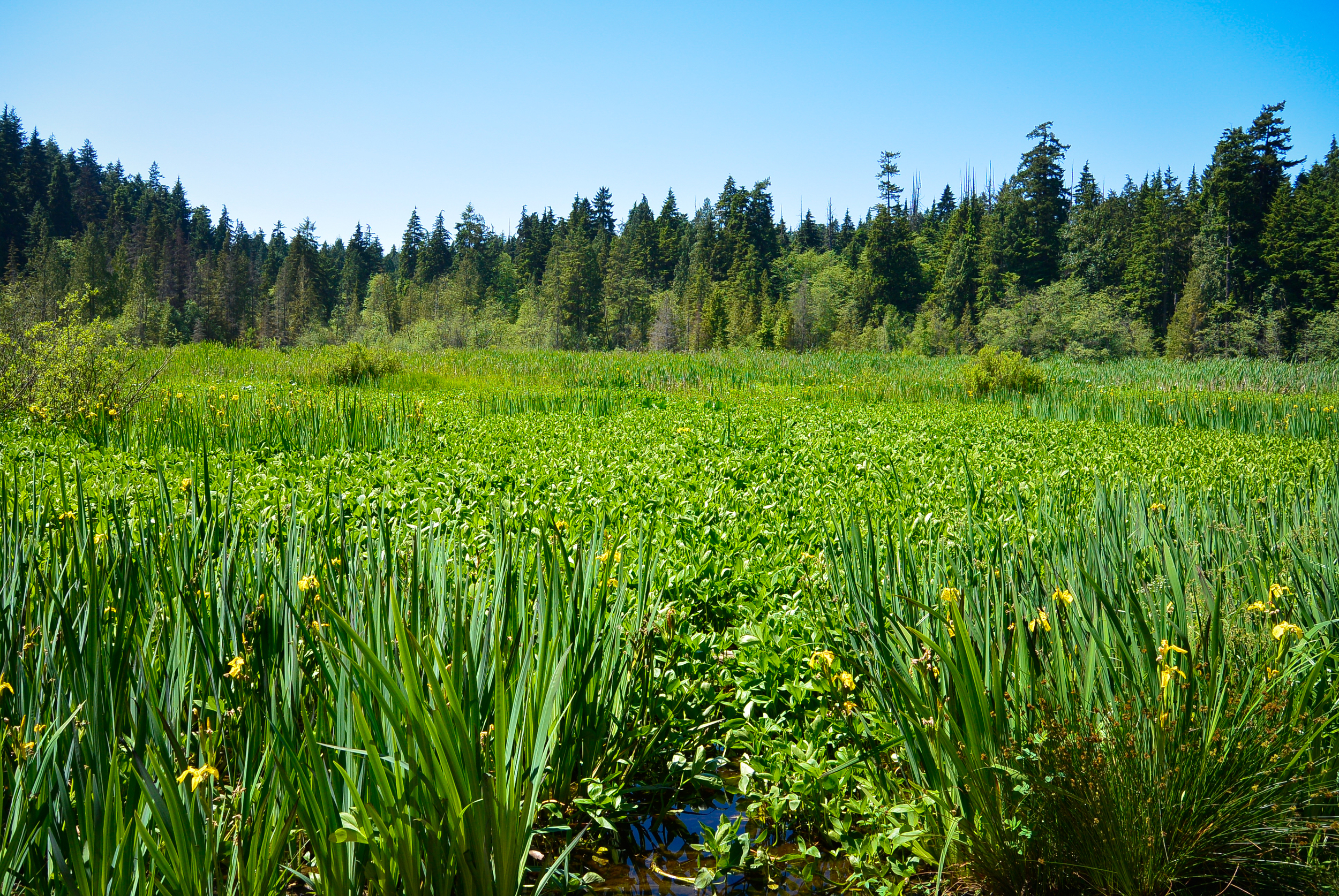 Beaver Lake Stanley Park