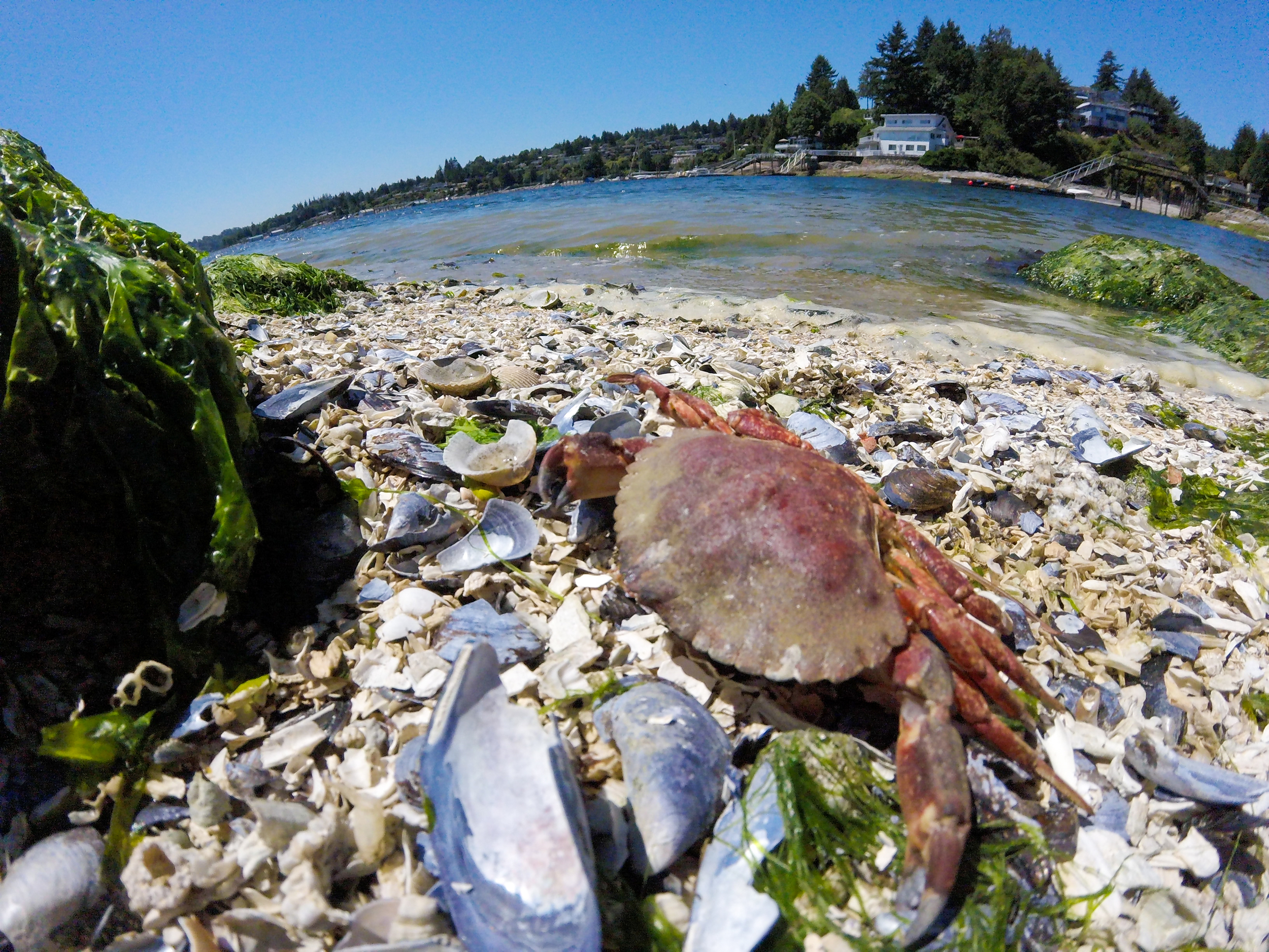 Kayak Deep Cove