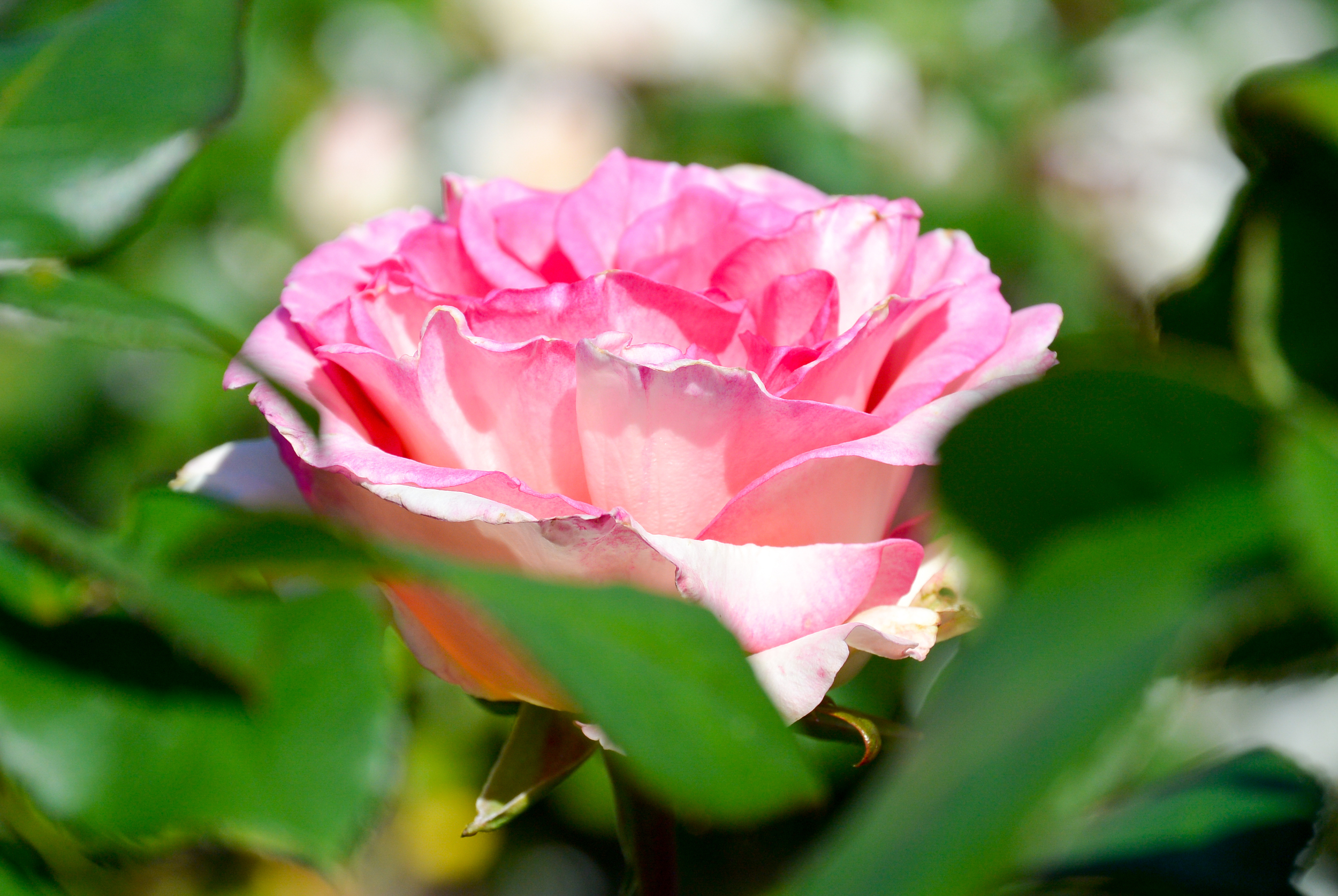 rose garden stanley park