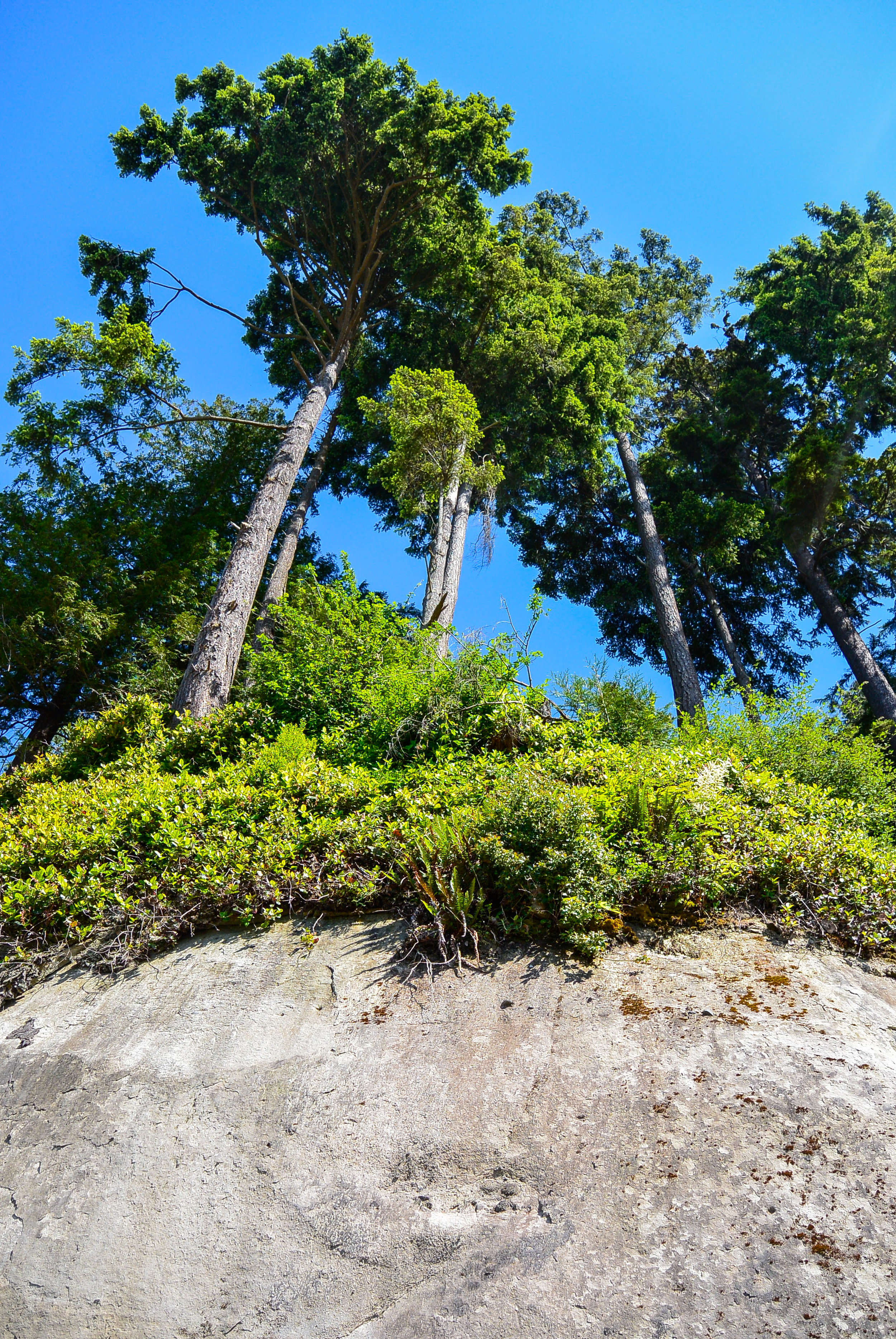 stanley park trees