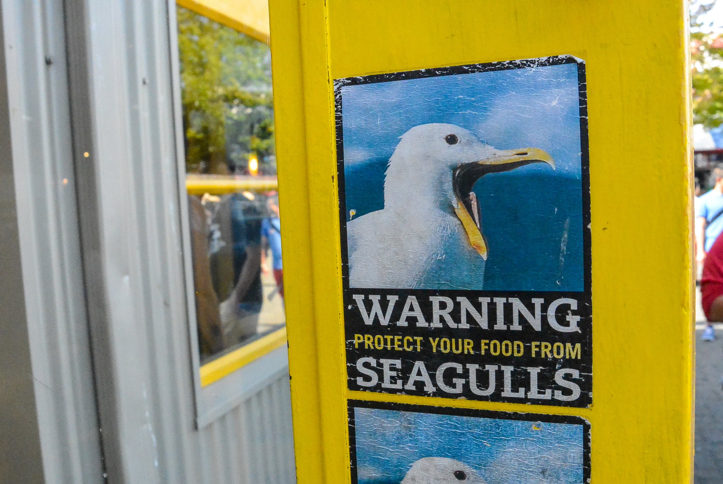 Granville Island seagull