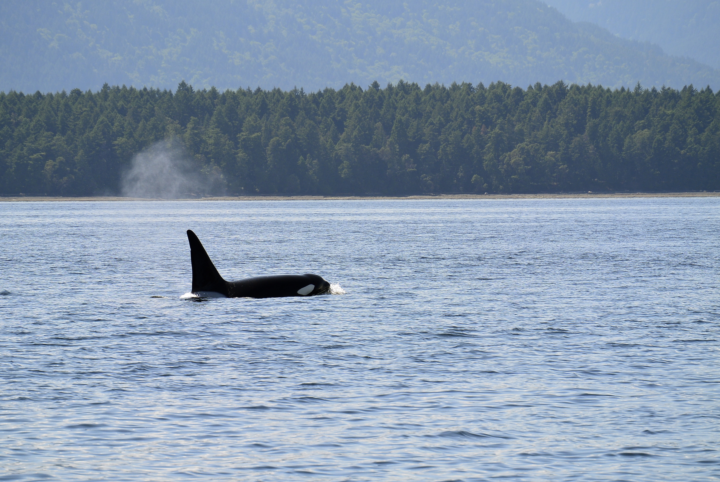 Orca Vancouver
