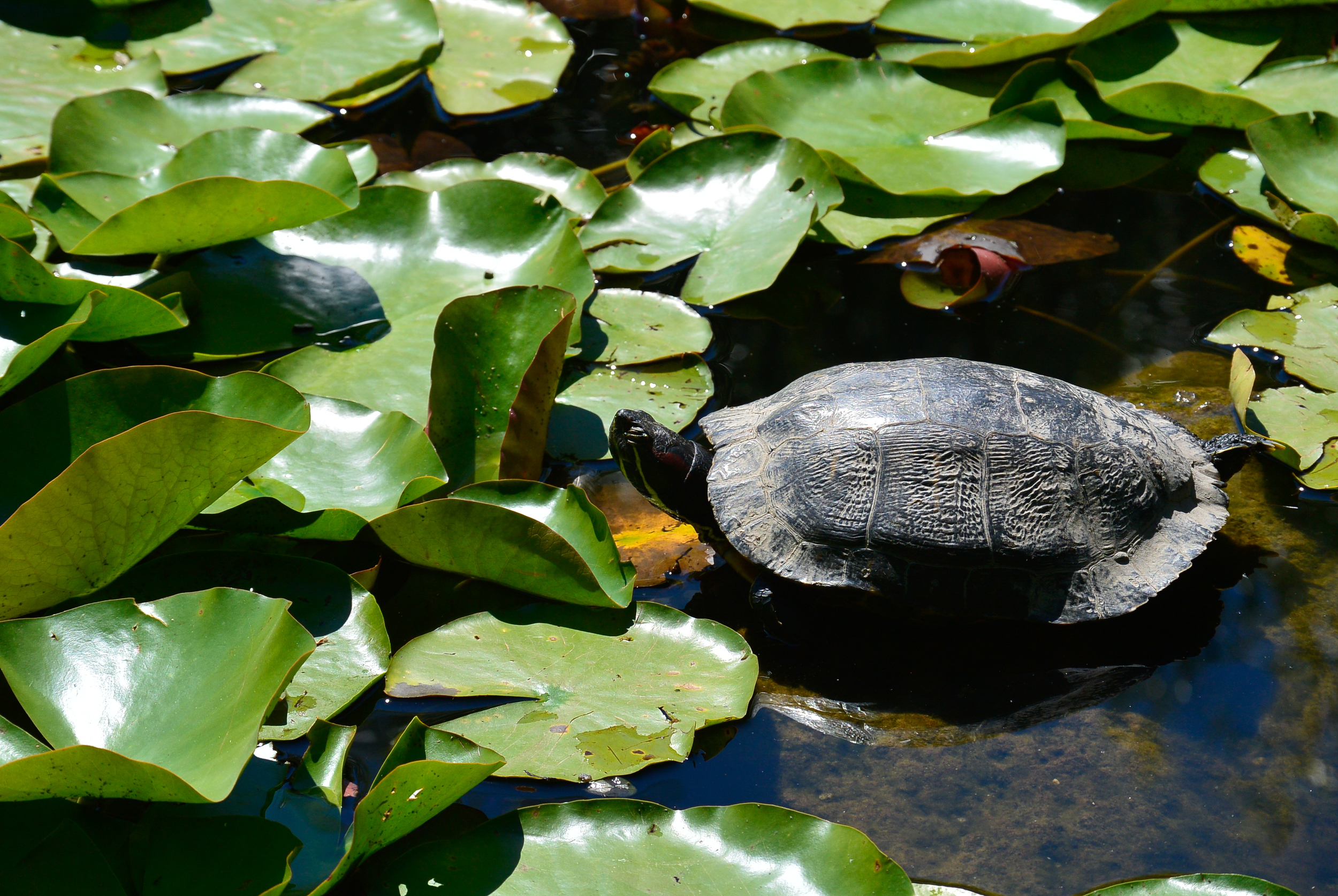 Chinese Garden Vancouver