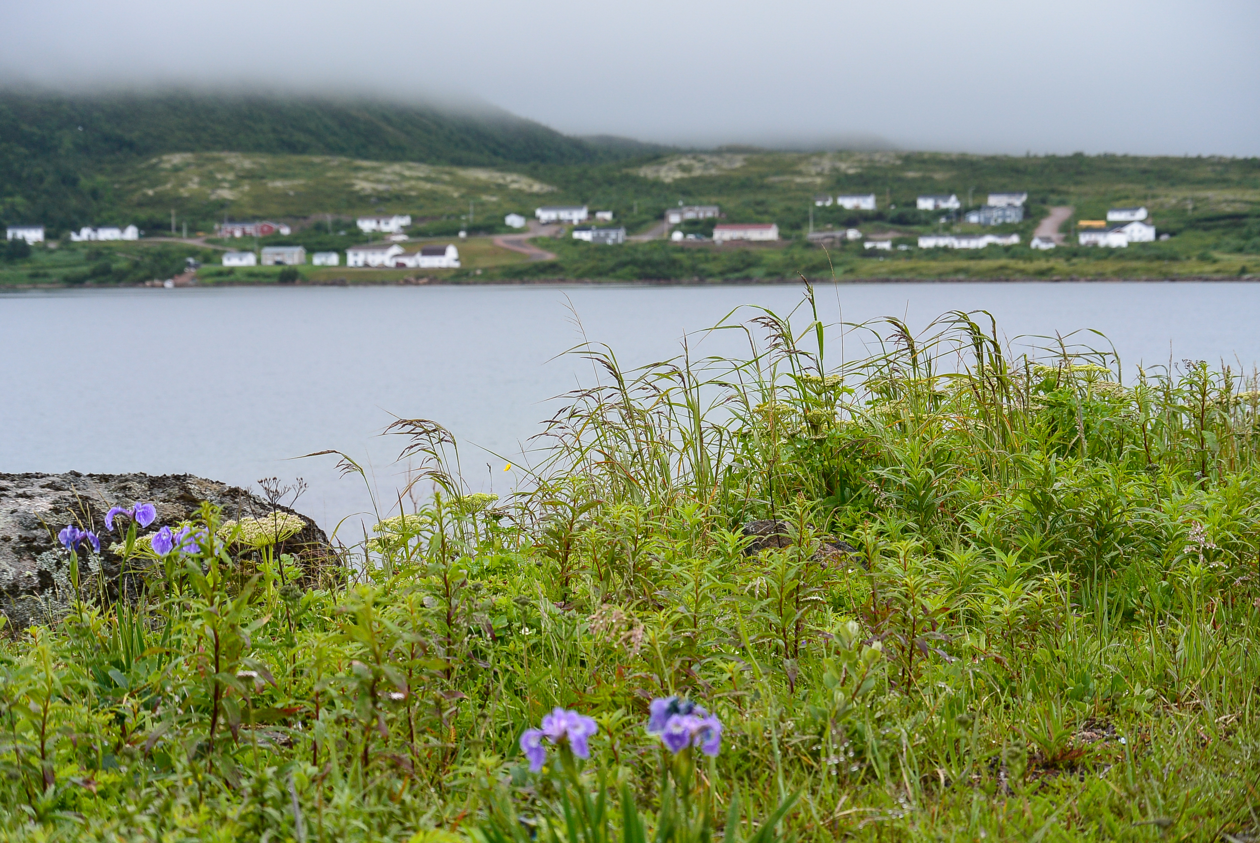 Red Bay Labrador