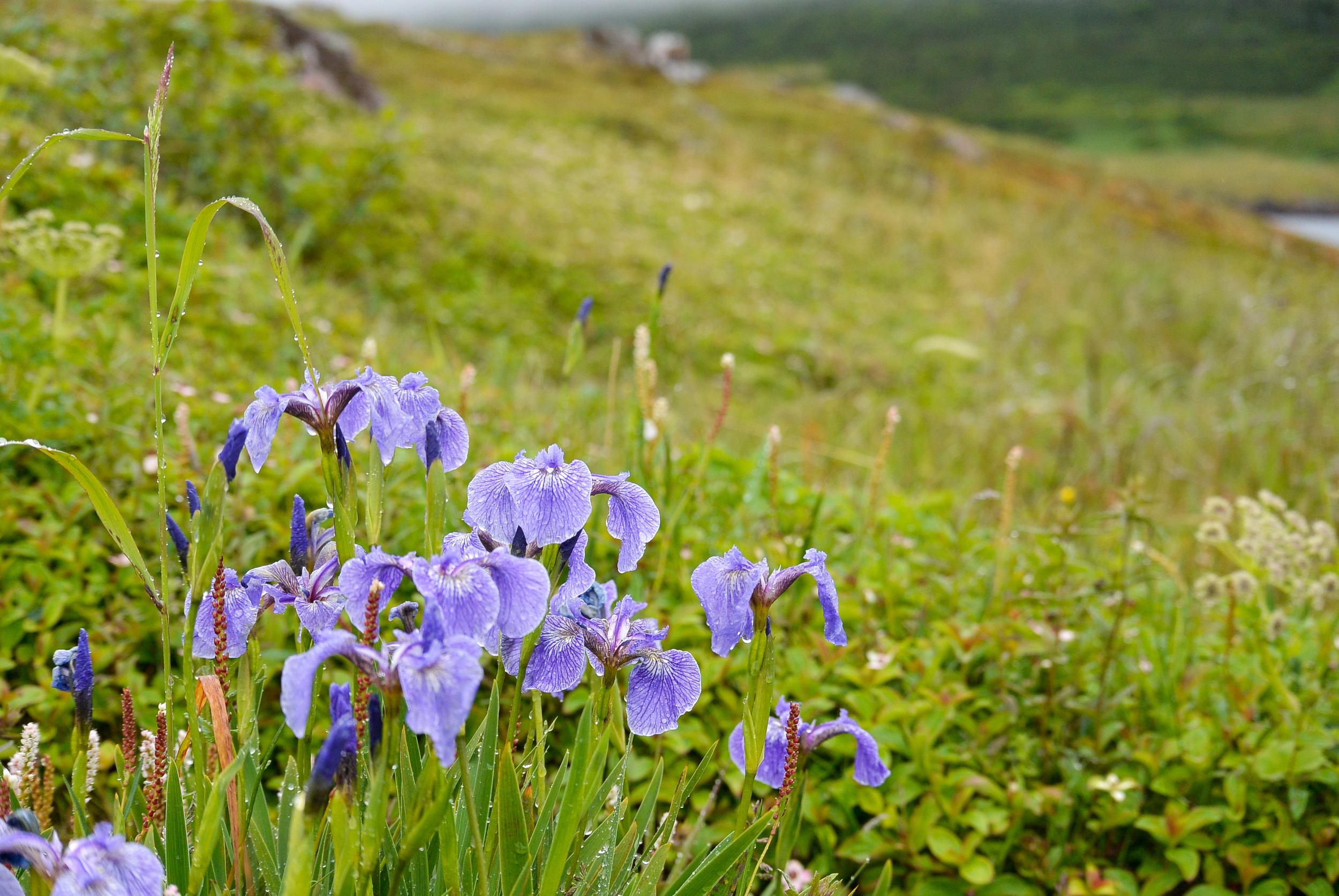 Red Bay Labrador