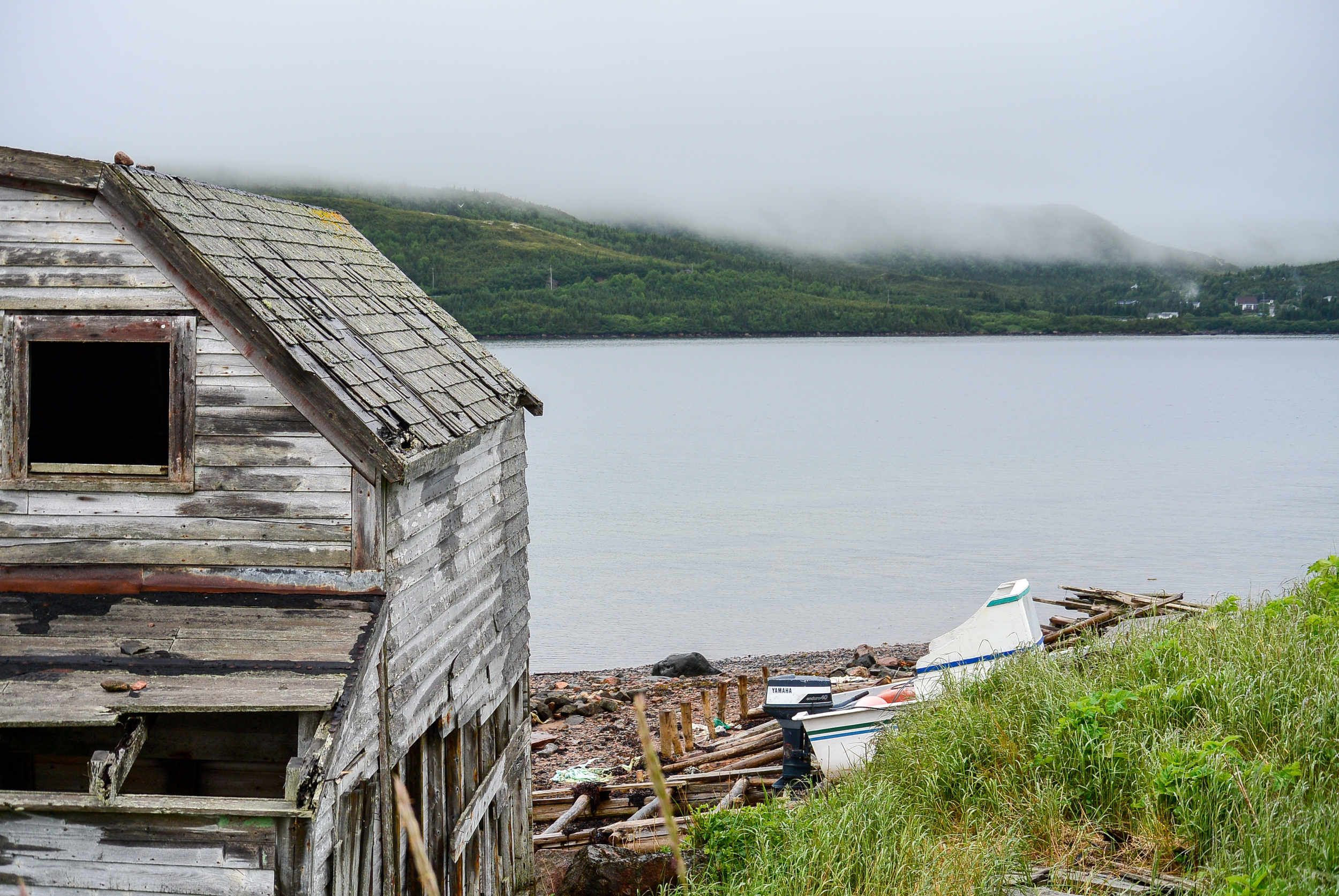 Red Bay Labrador