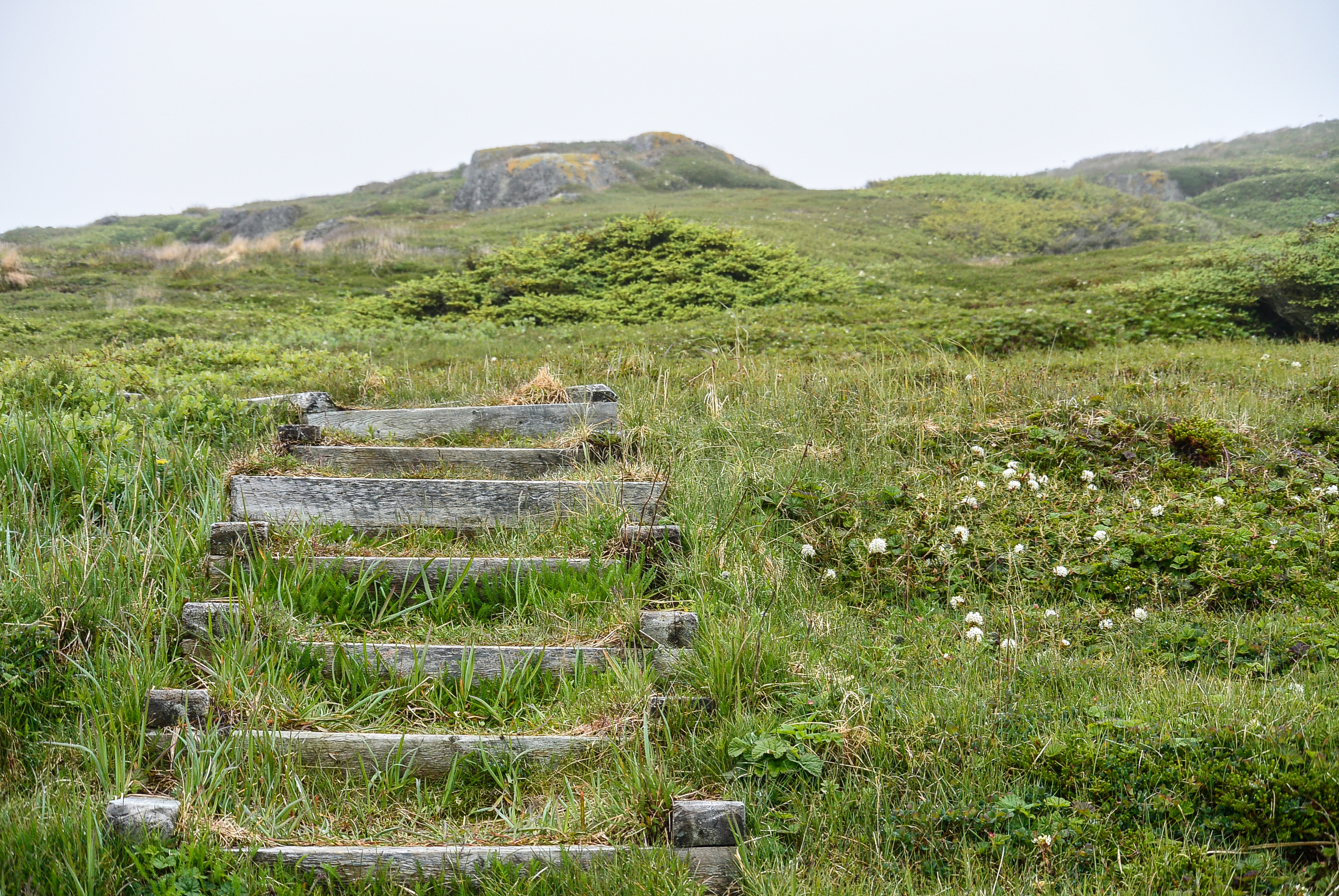 Red Bay Labrador