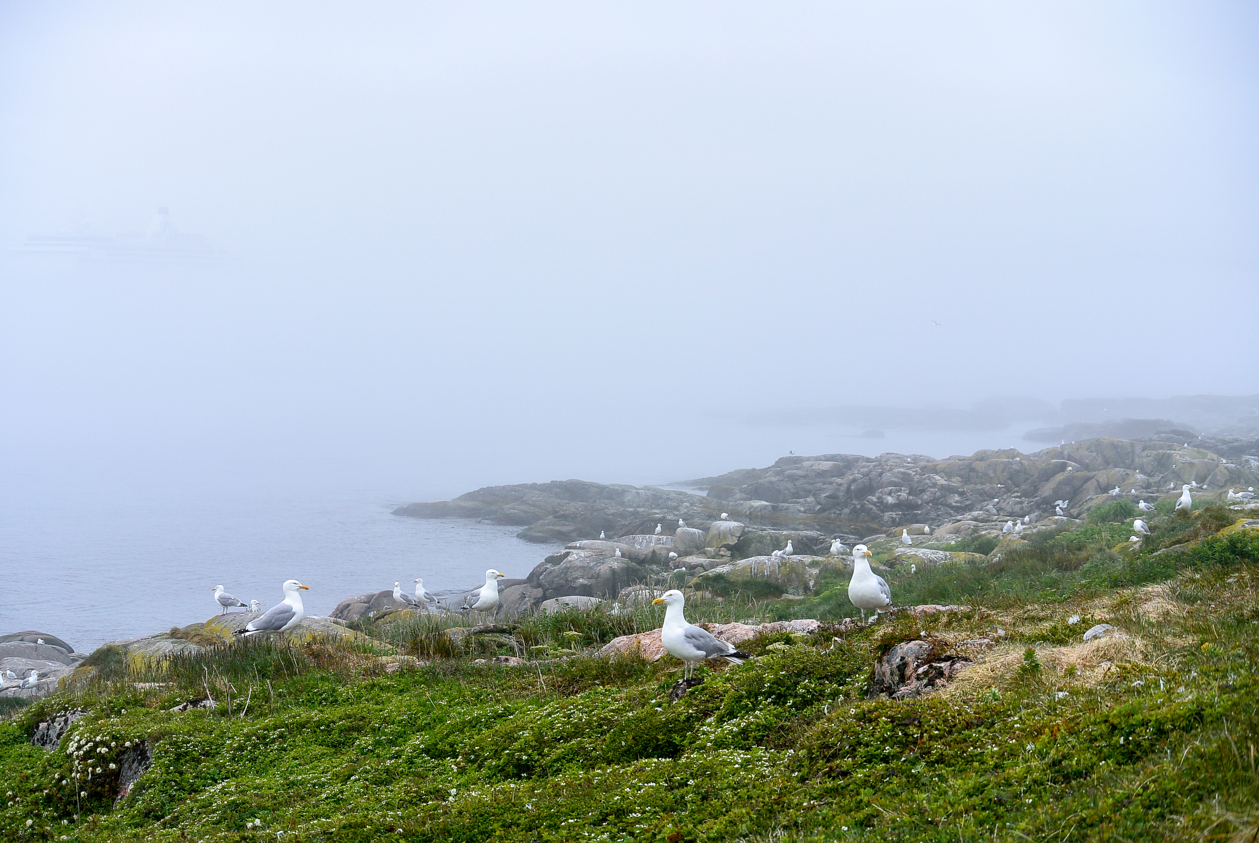 Red Bay Labrador