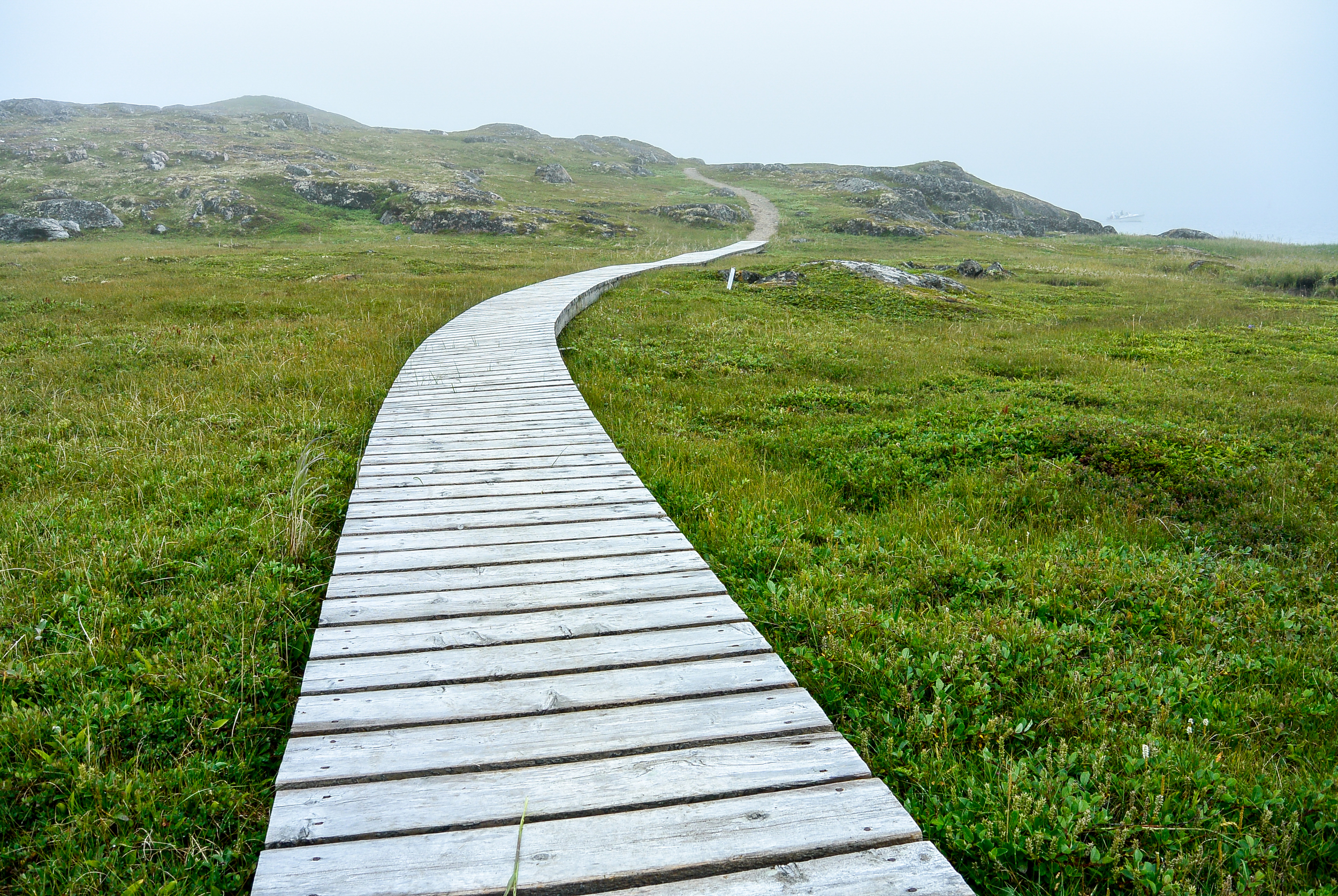 Red Bay Labrador