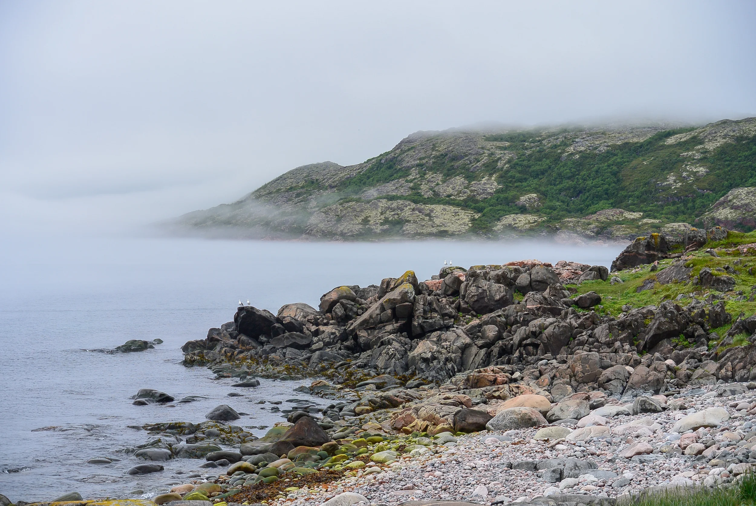 Red Bay Labrador