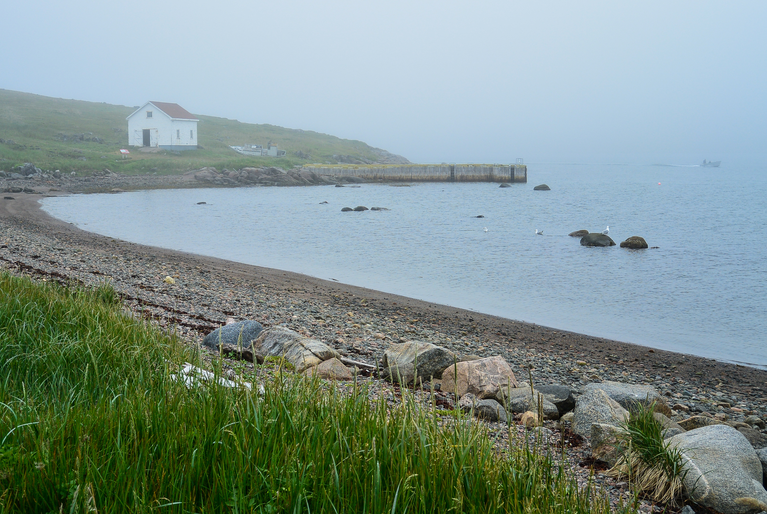 Red Bay Labrador