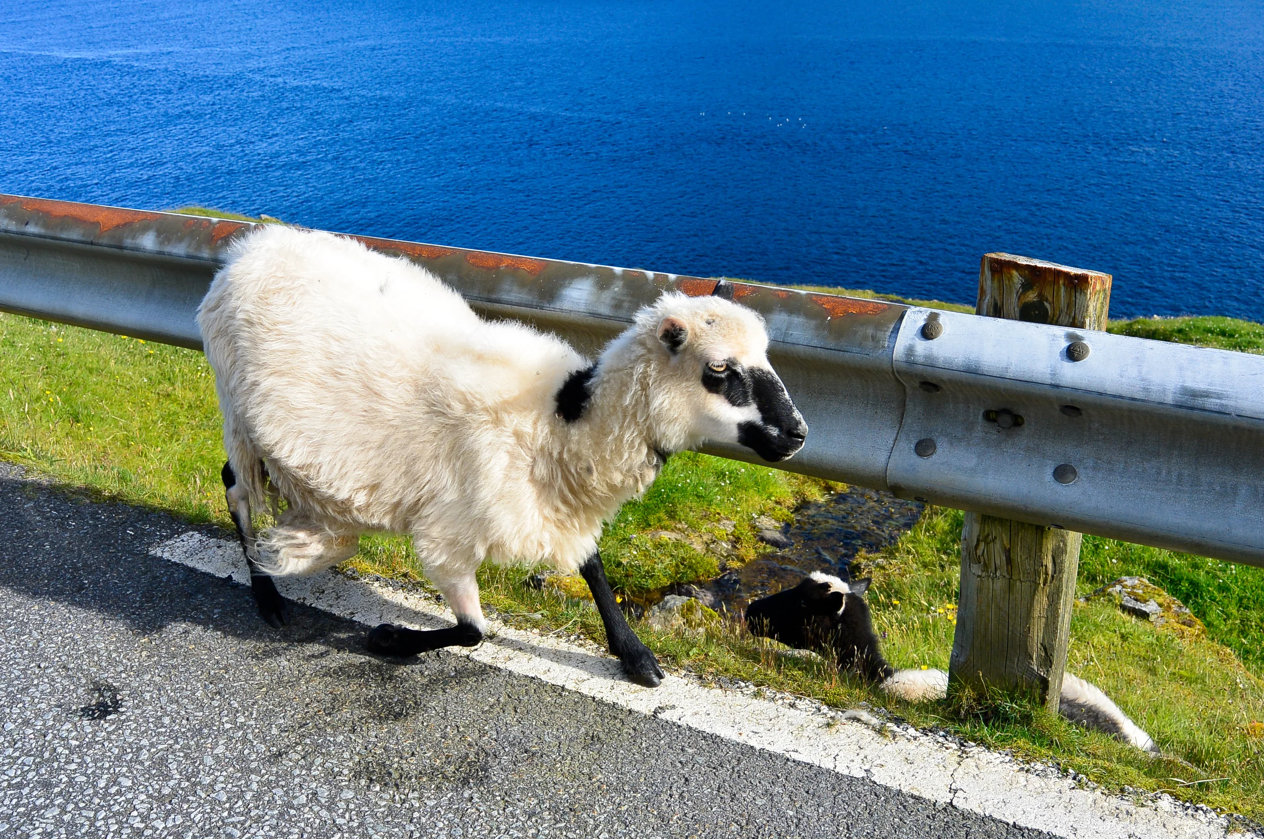 Faroe Islands Sheep