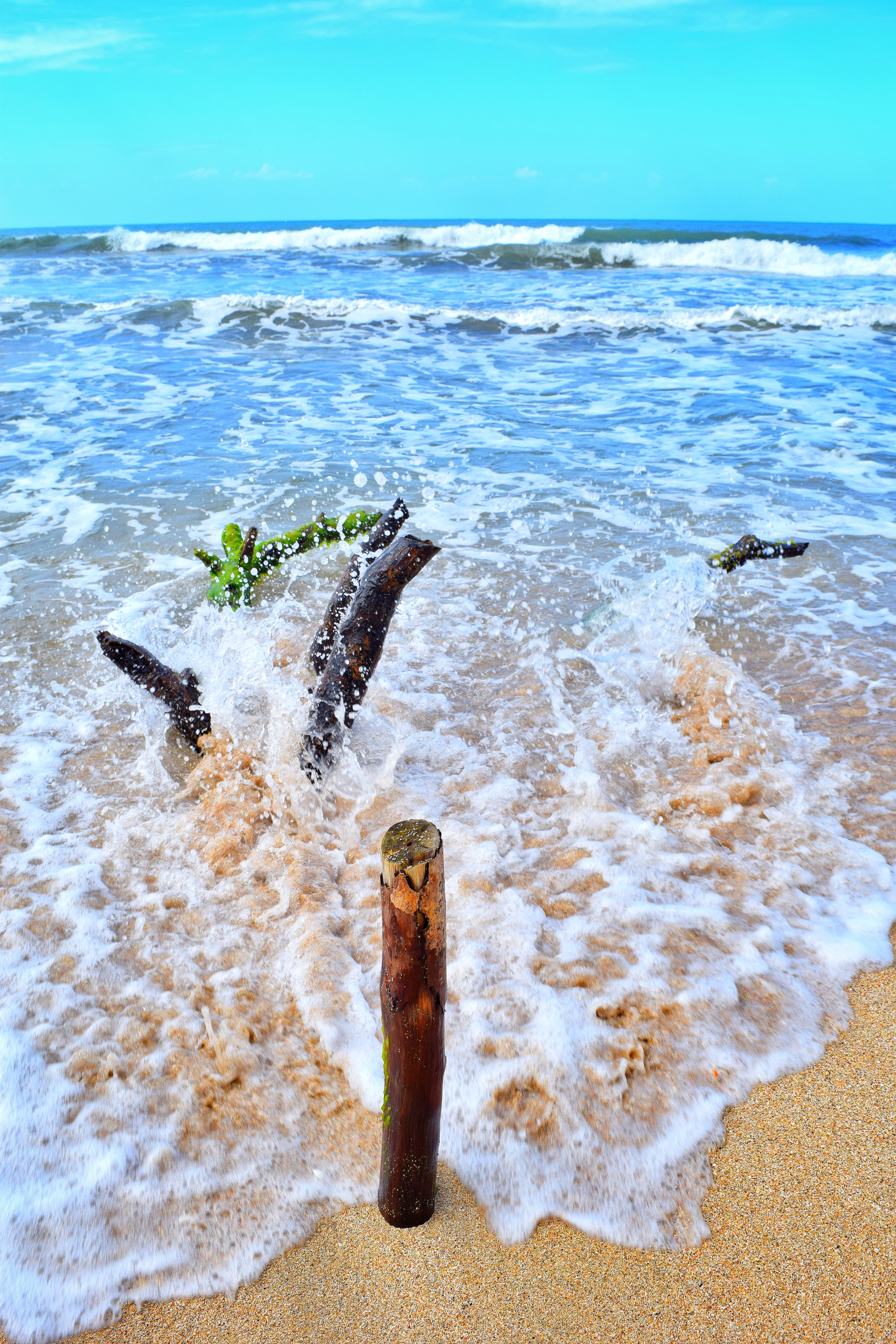 Driftwood on the beach in Cahuita National Park