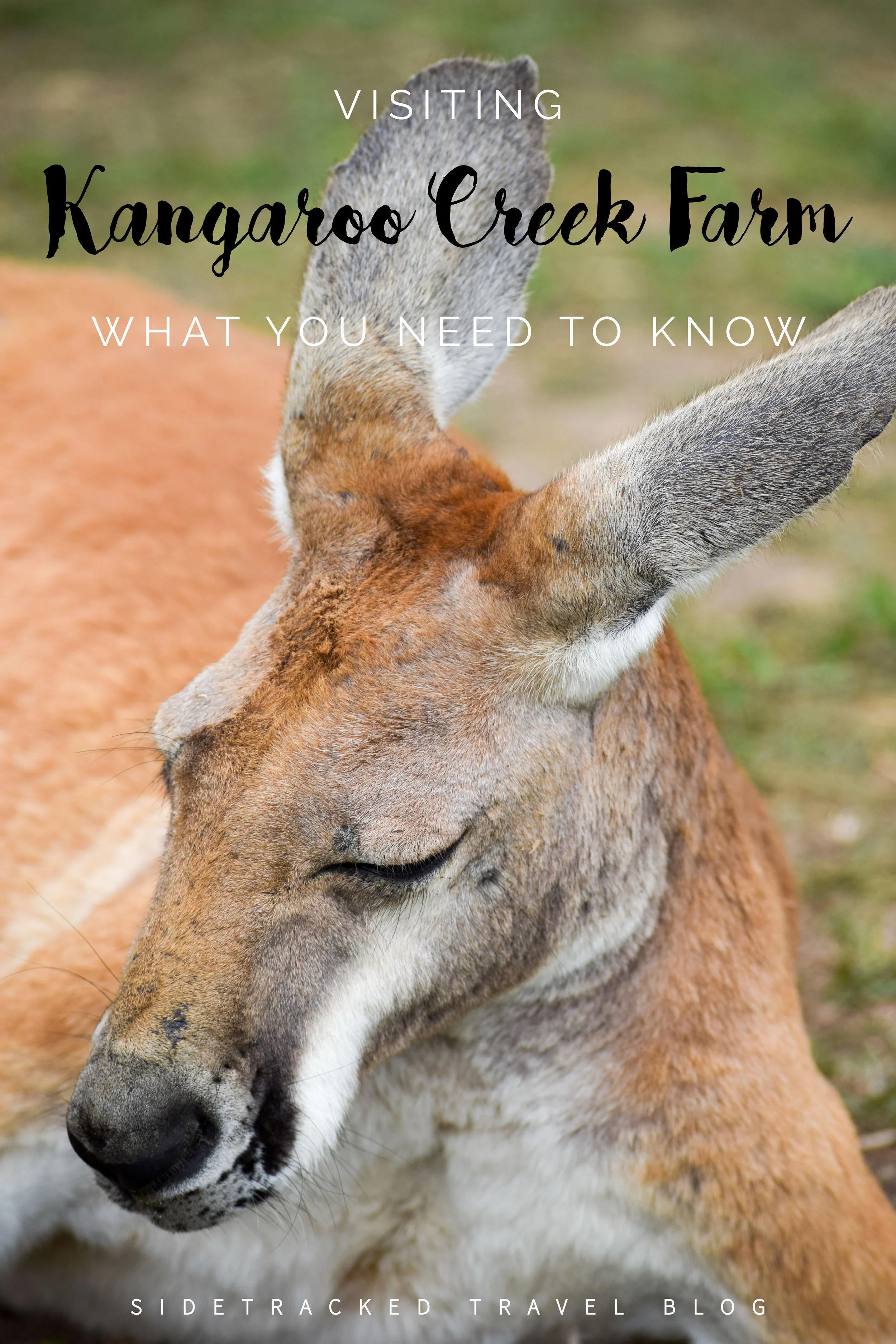 Visiting Kangaroo Creek Farm What You Need to Know — Sidetracked