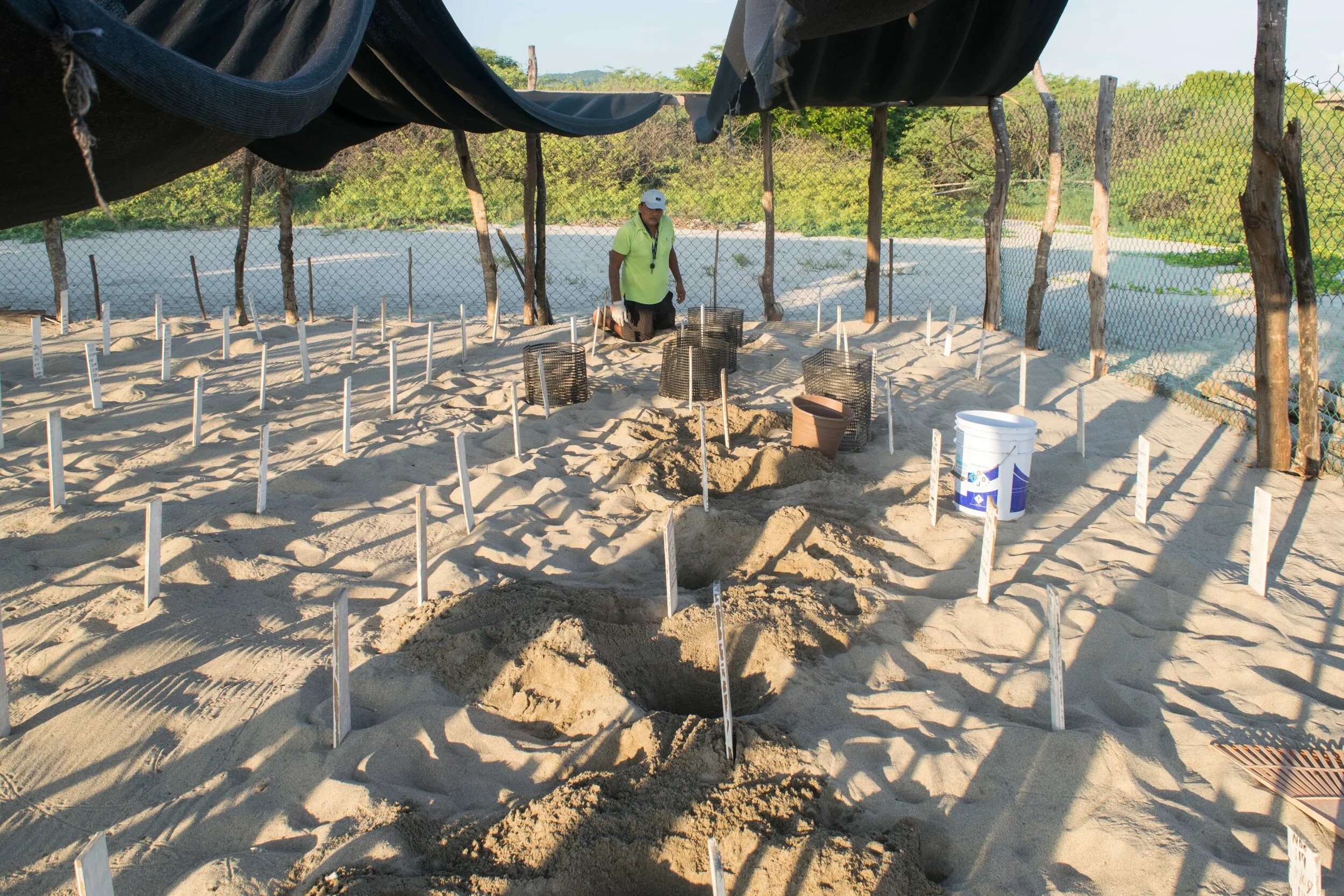 Releasing Baby Turtles In Puerto Escondido Mexico Sidetracked Travel Blog