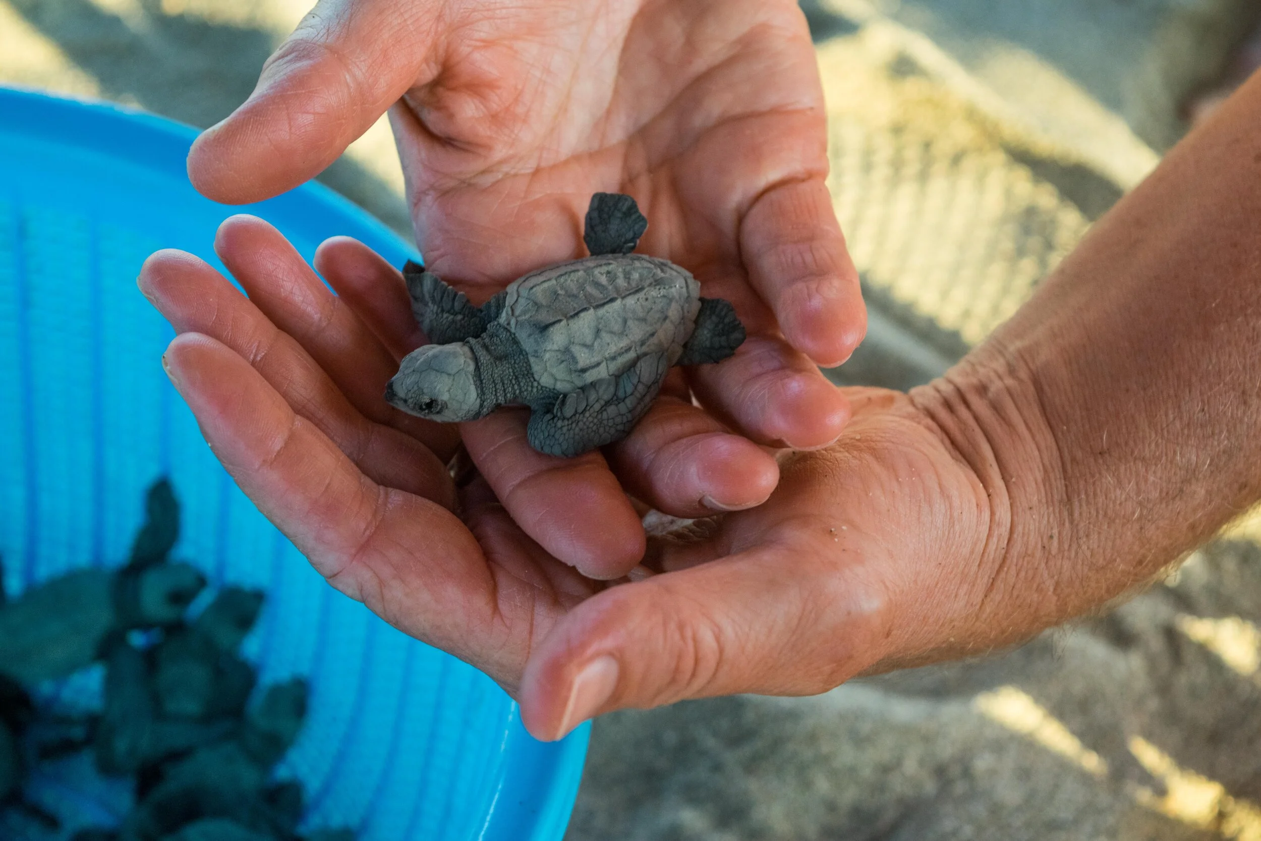 Releasing Baby Turtles In Puerto Escondido Mexico Sidetracked Travel Blog