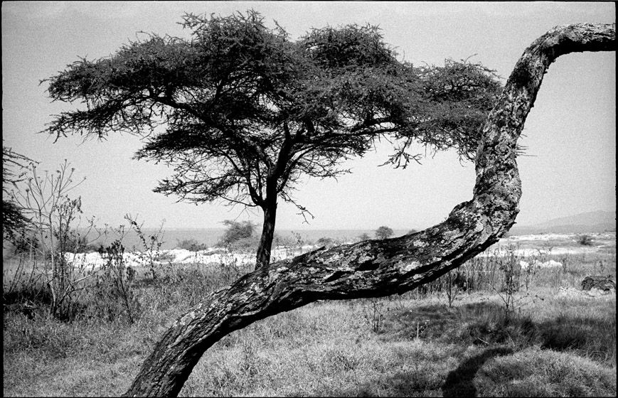 Ethio_2_15_trees.jpg