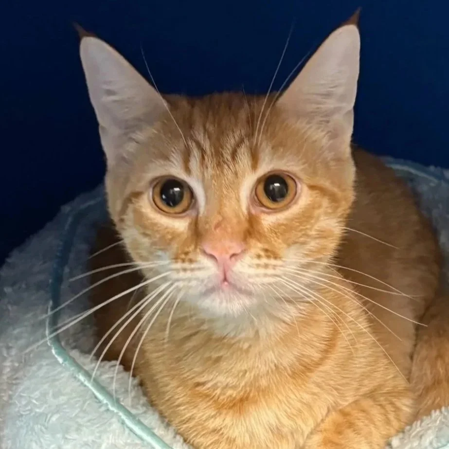 An orange tabby cat with large, expressive eyes resting in a soft cat bed against a dark blue background.