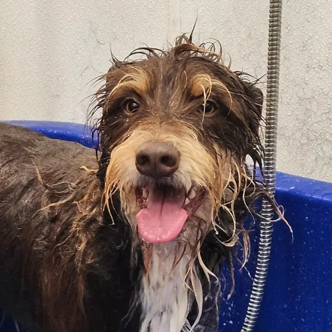 A happy, wet scruffy dog with tongue out getting a bath in a blue grooming tub.