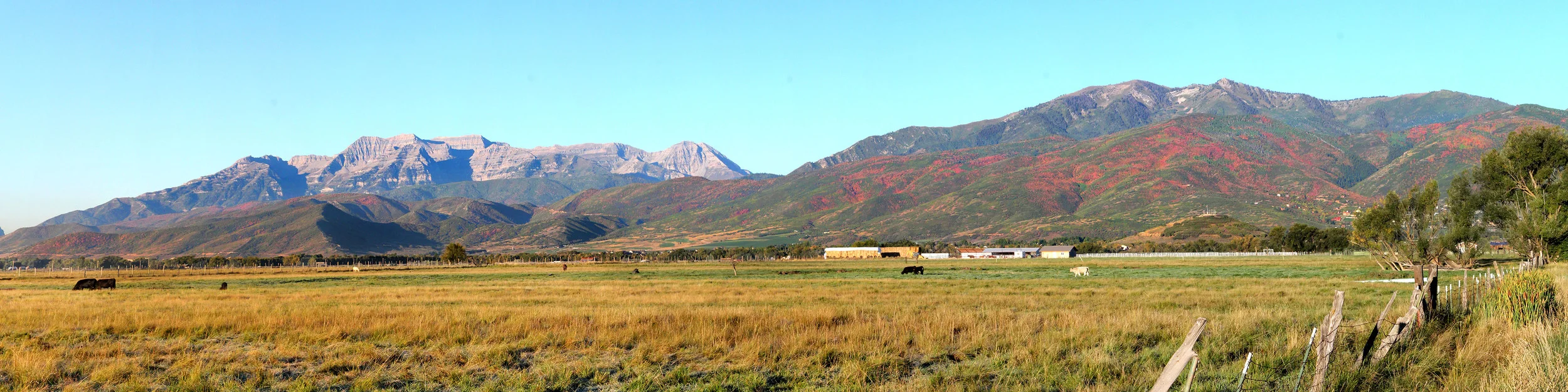 TimpPanFields WEB.jpg