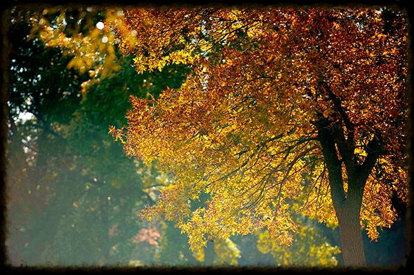 We plant lots and lots of trees.