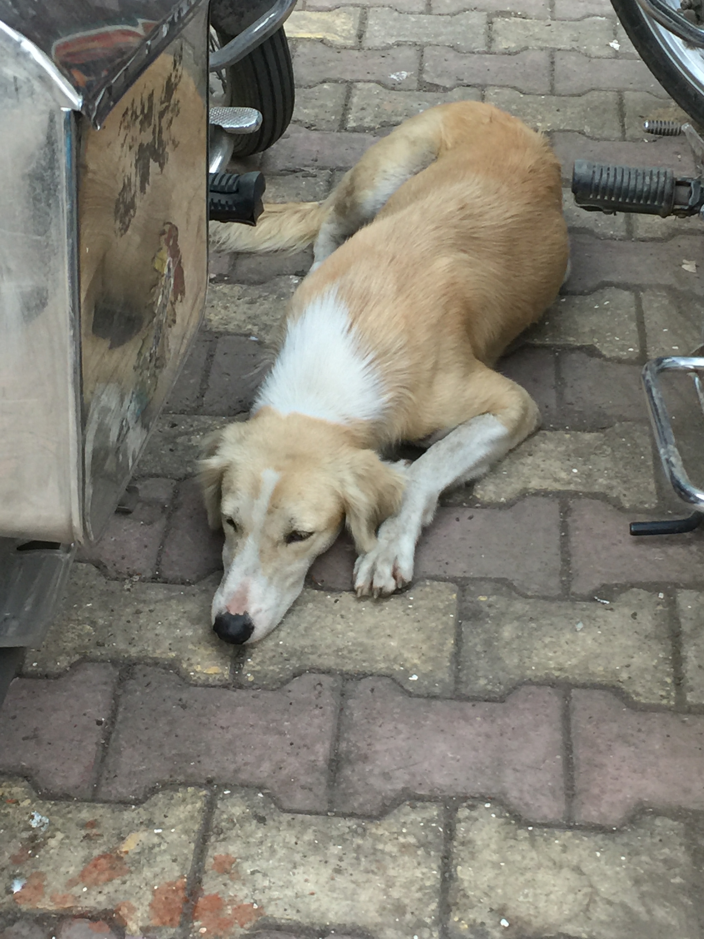 Street Puppy