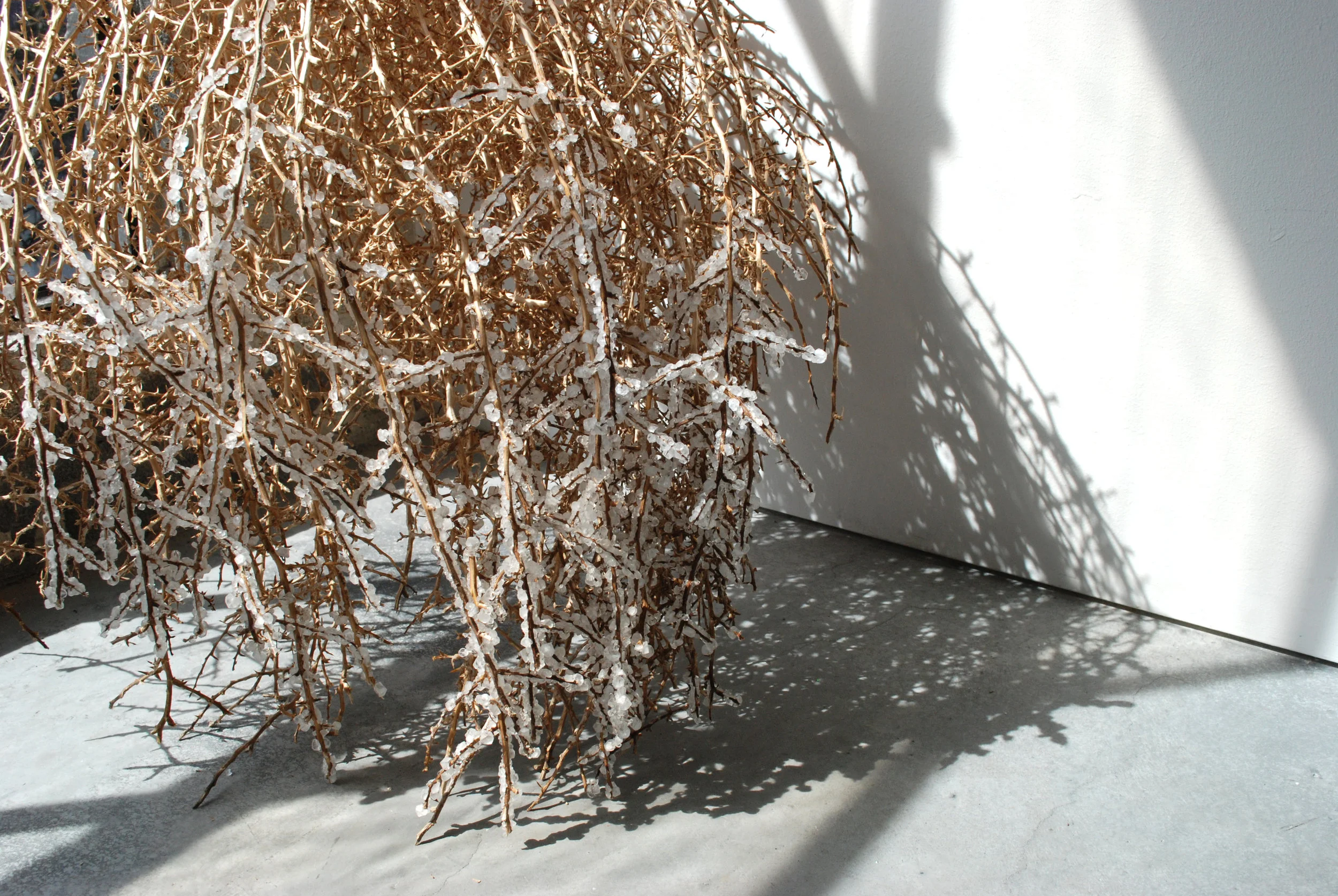 Detail, "Supertramp," crystallized tumbleweeds 2017