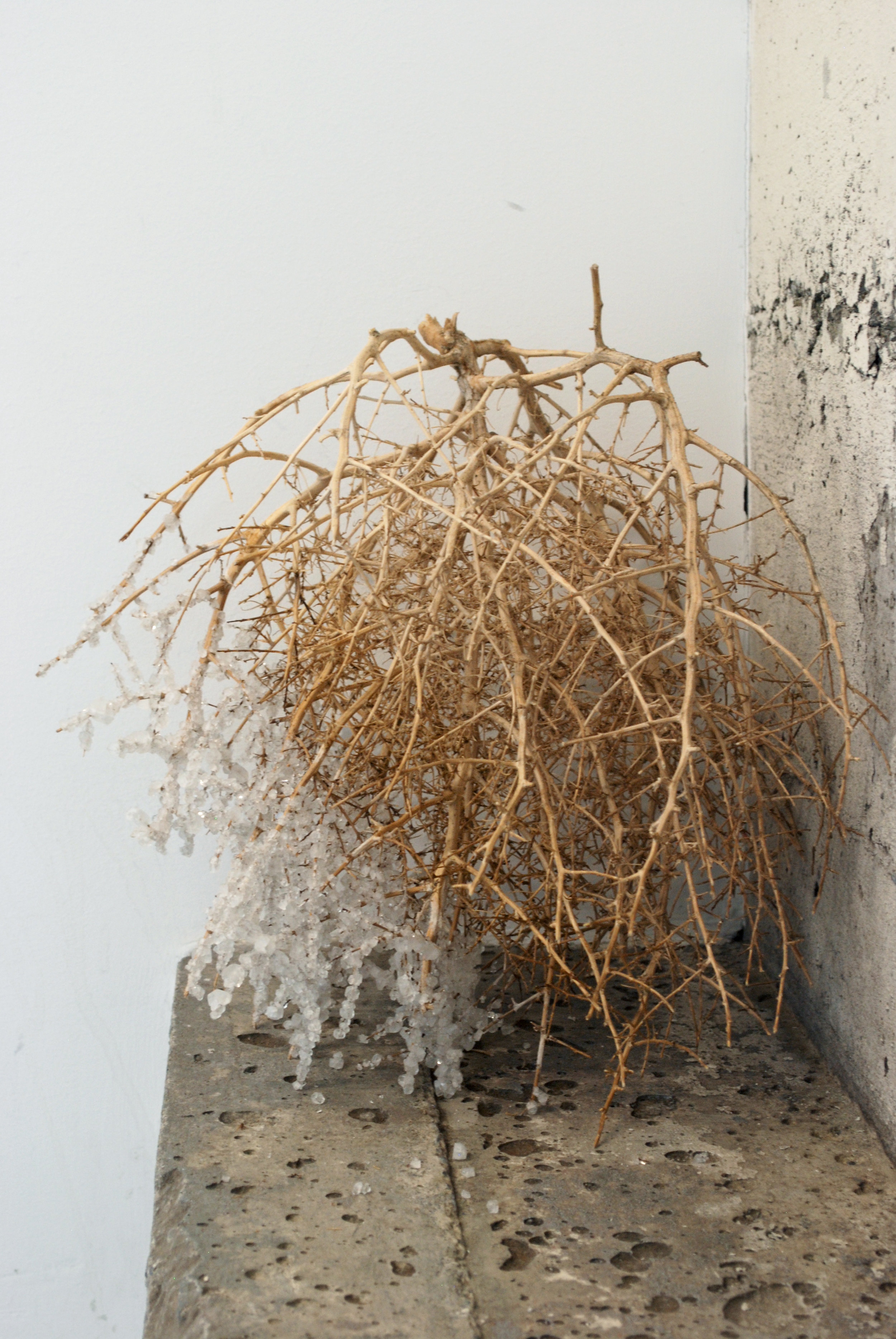 Detail, "Supertramp," crystallized tumbleweeds 2017